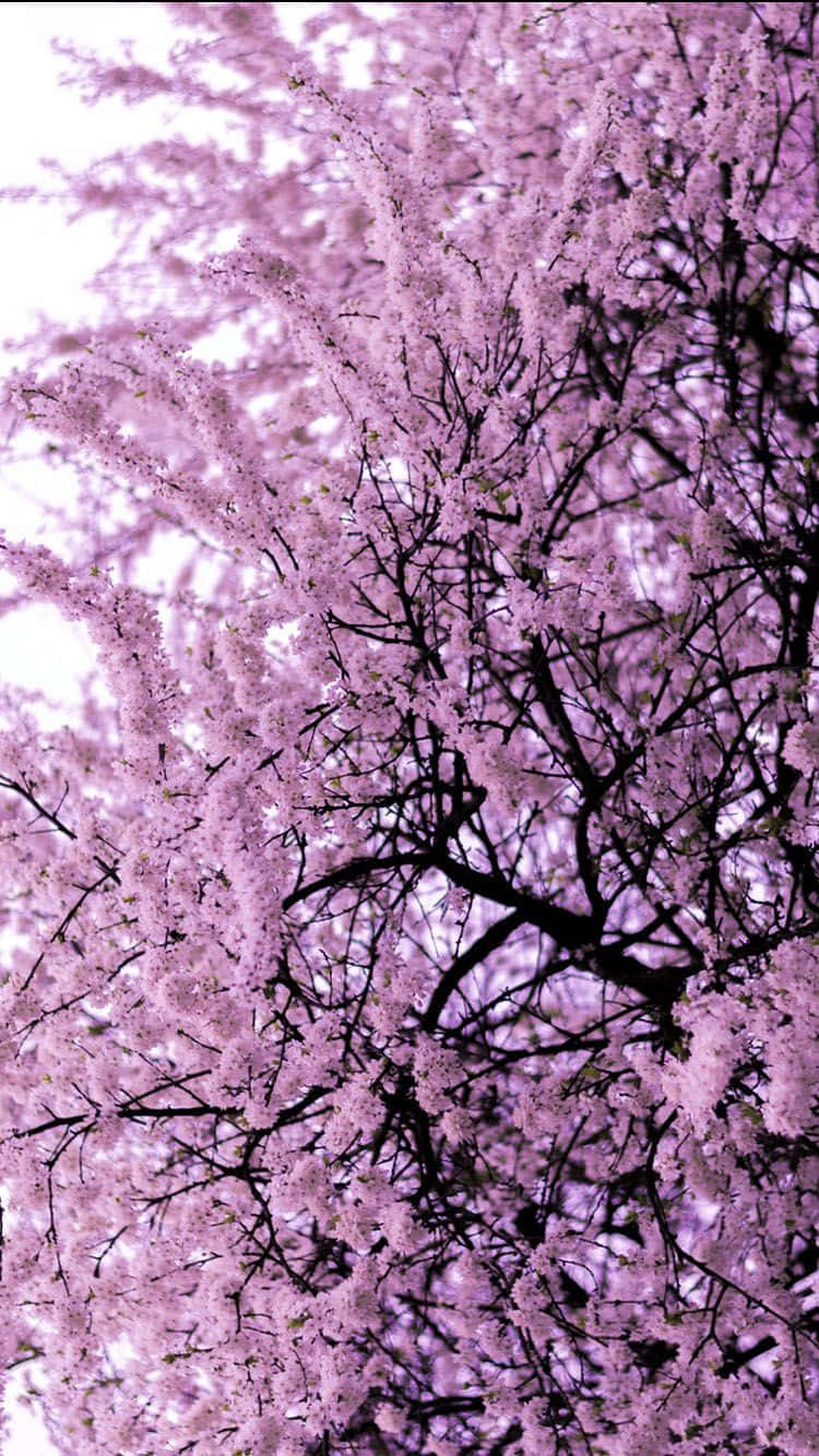 Tree Phone Purple Background