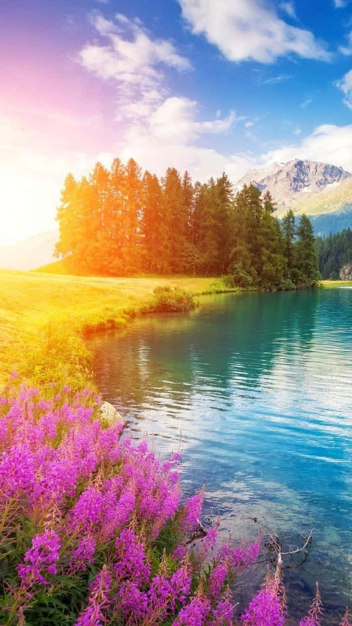 Tree Phone Scenery Flowers Background