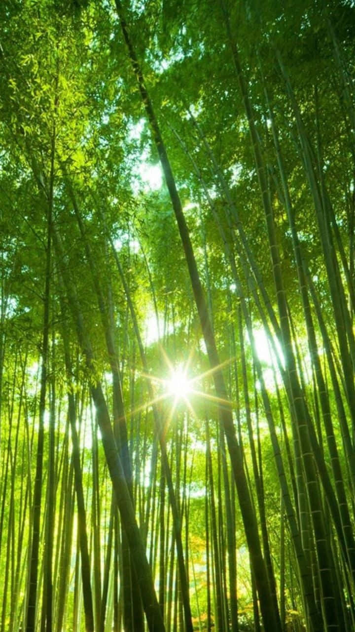 Tree Phone Sun Shining Background