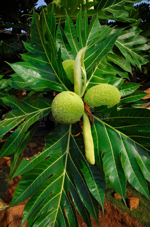 Tree Raw Breadfruit Background