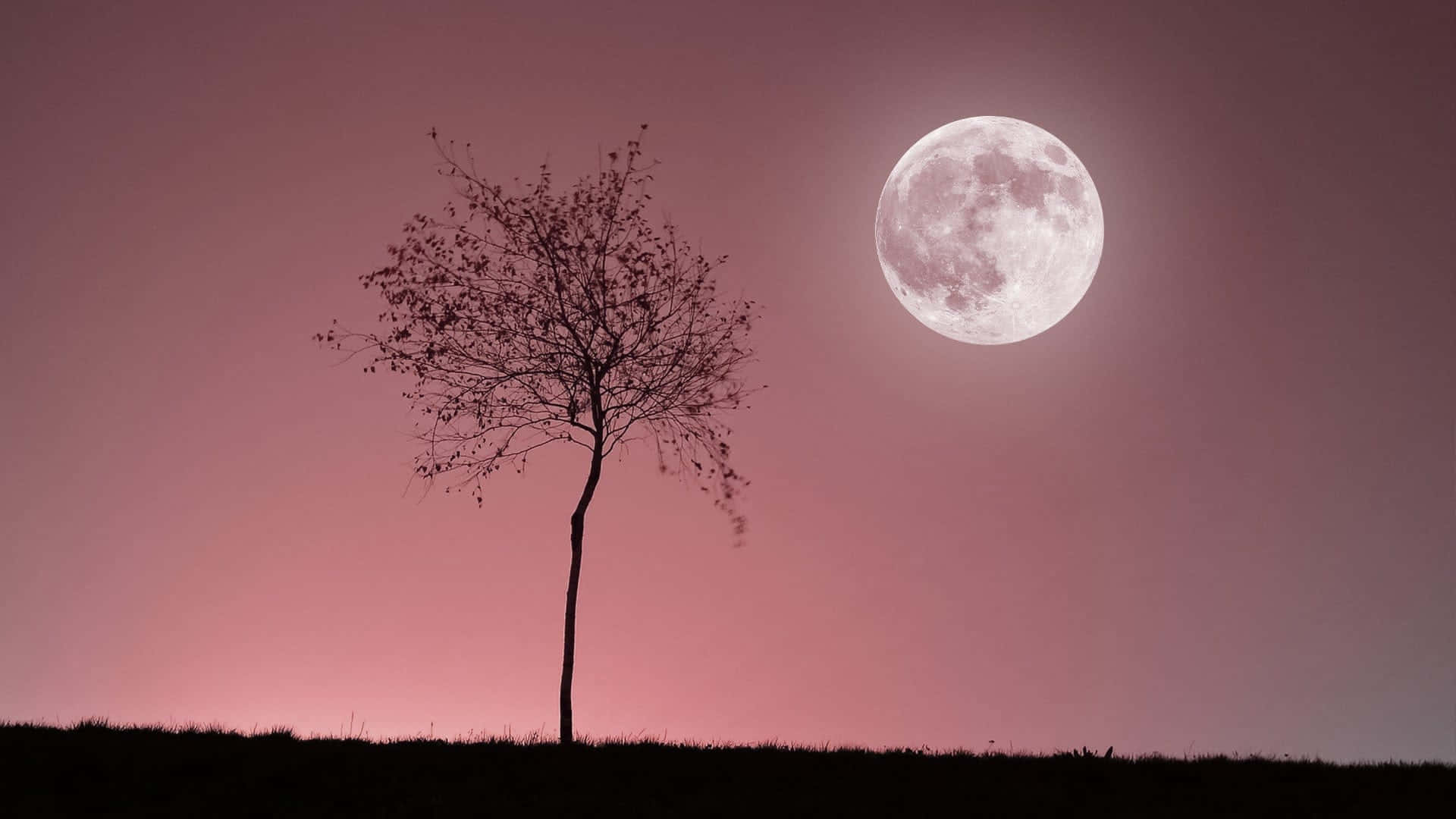 Tree Silhouette And Pink Moon Background