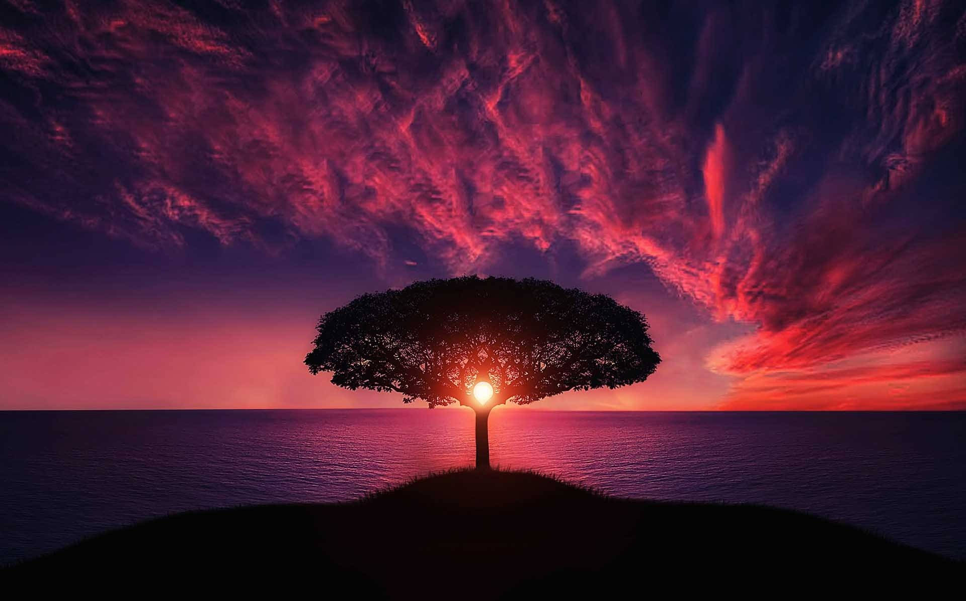 Tree Silhouette And Sunset Desktop Background