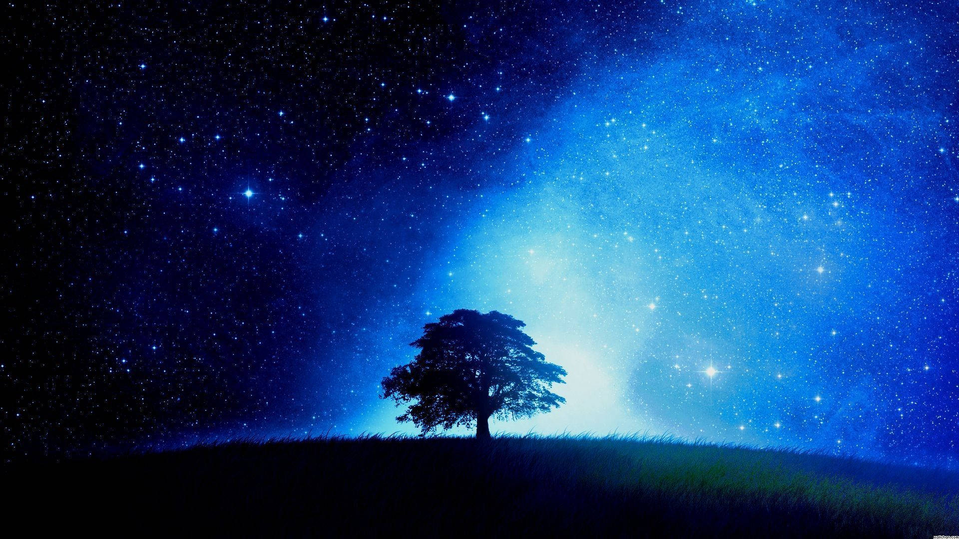 Tree Silhouette Anime Night Sky Background