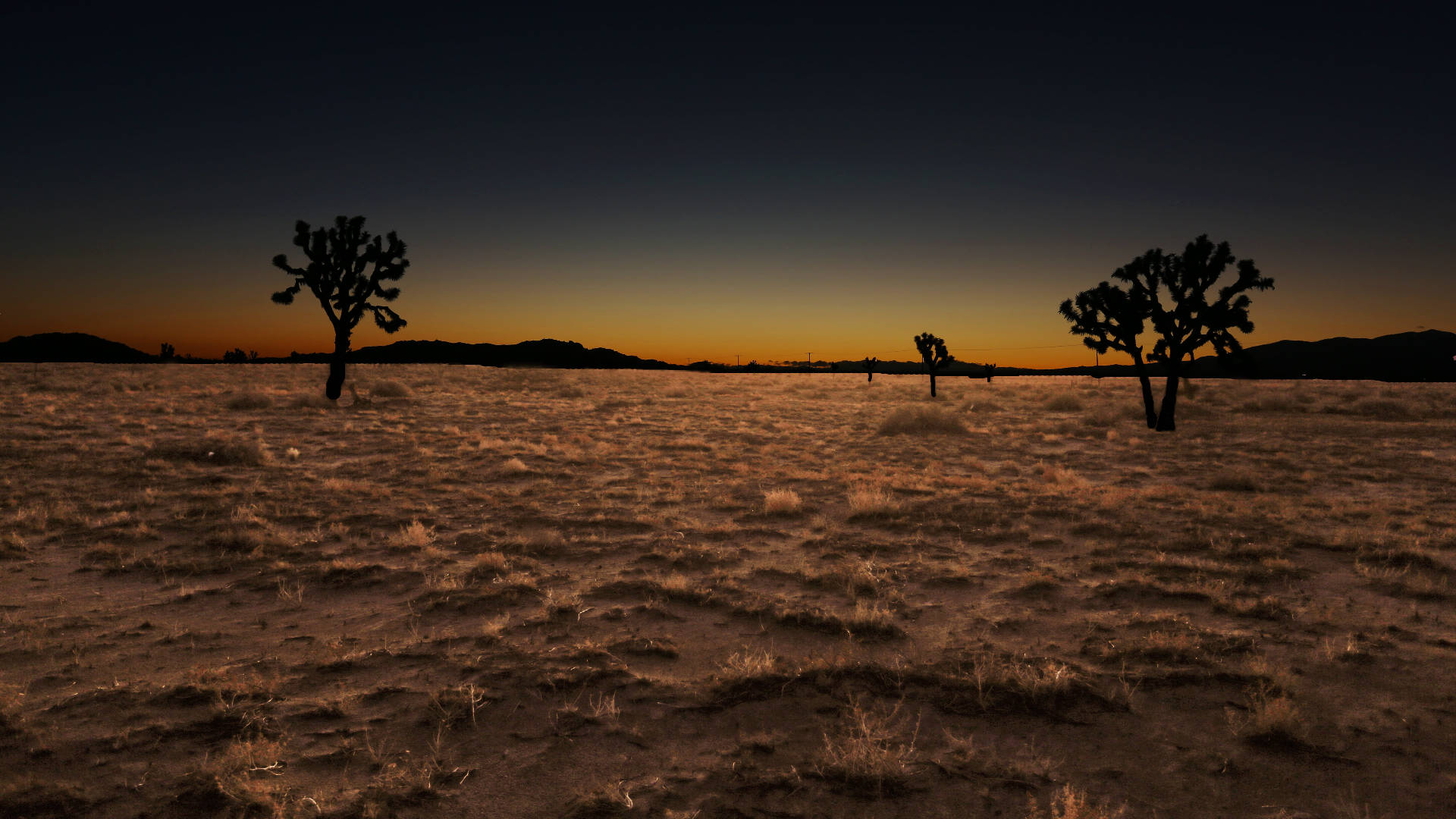 Tree Silhouette Desert Death Valley