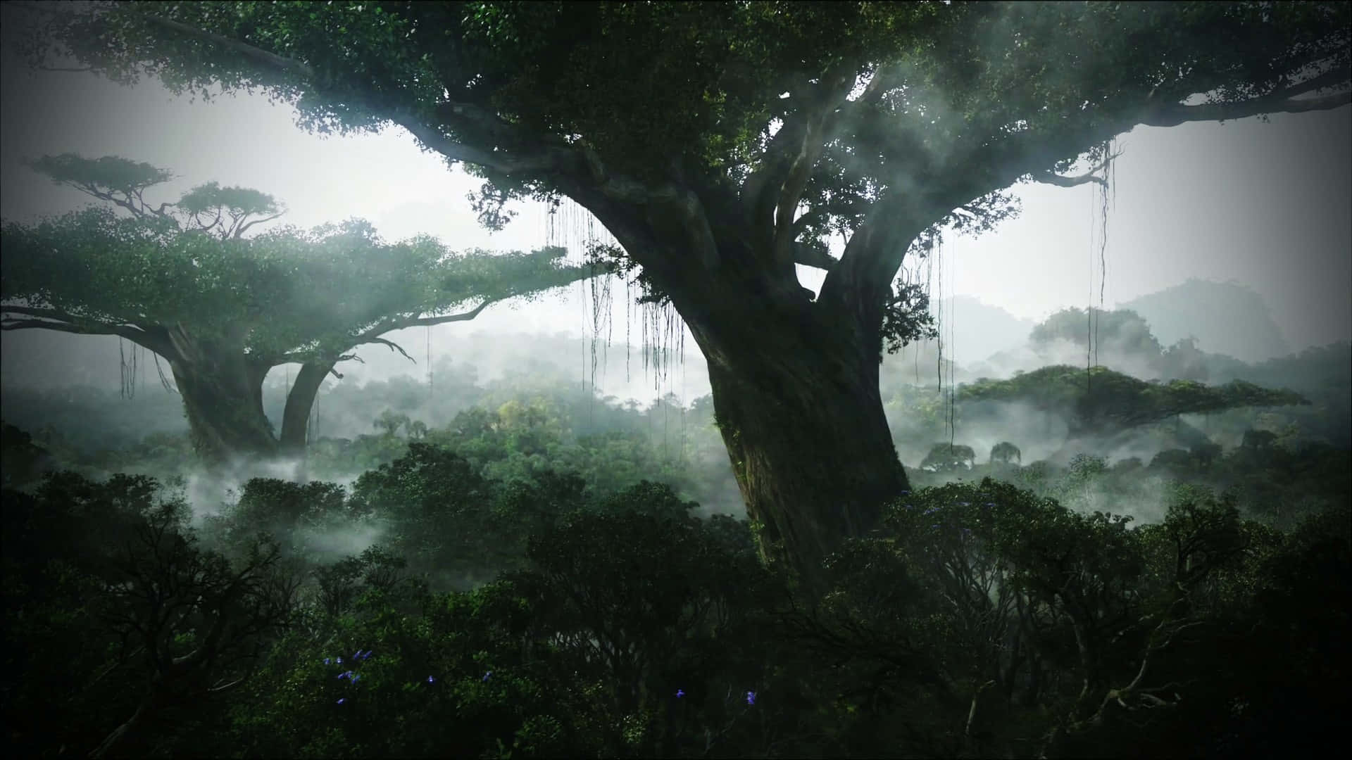 Tree Silhouette In Foggy Jungle Desktop Background