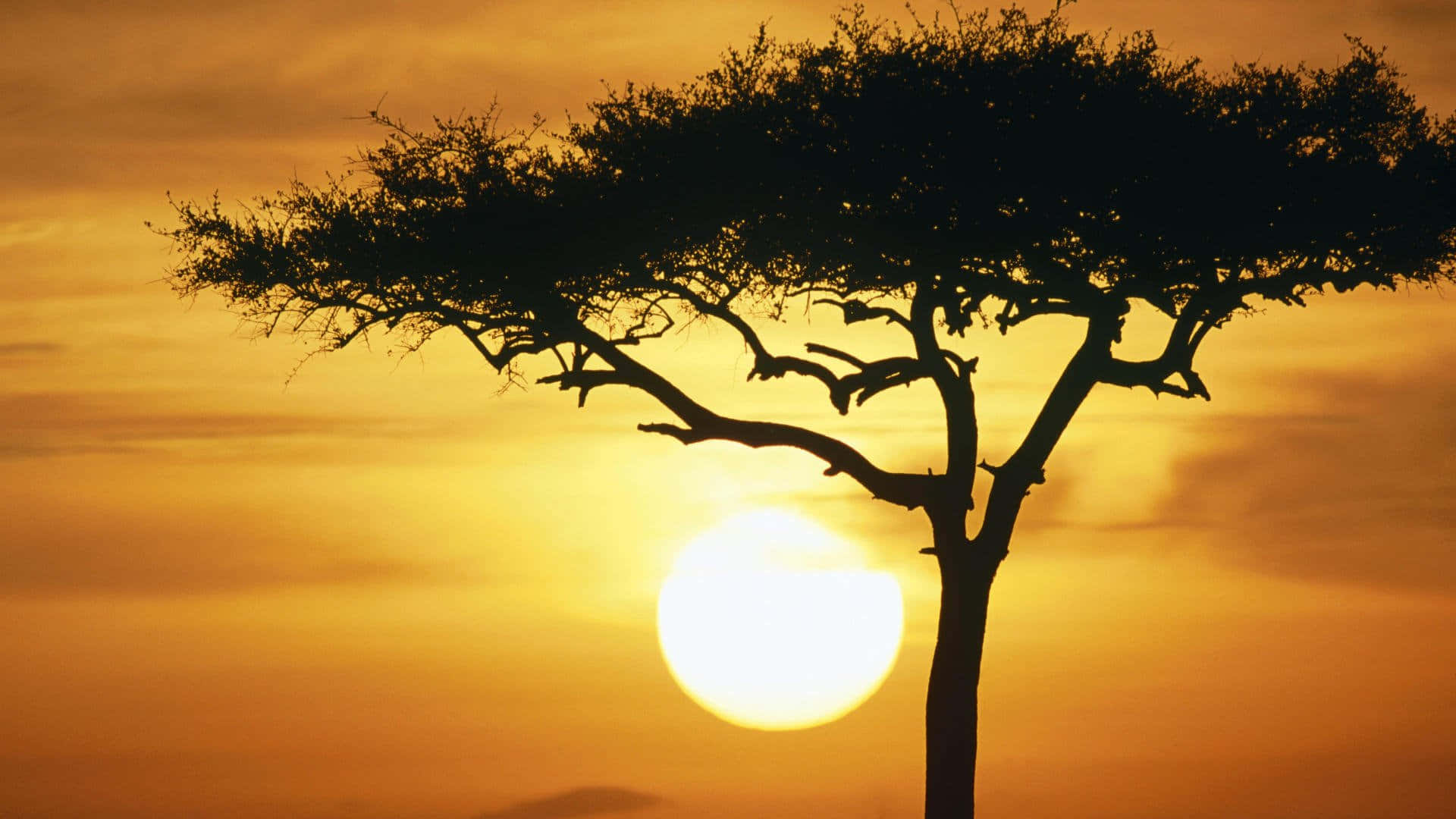 Tree Silhouette In Masai Mara National Reserve Background