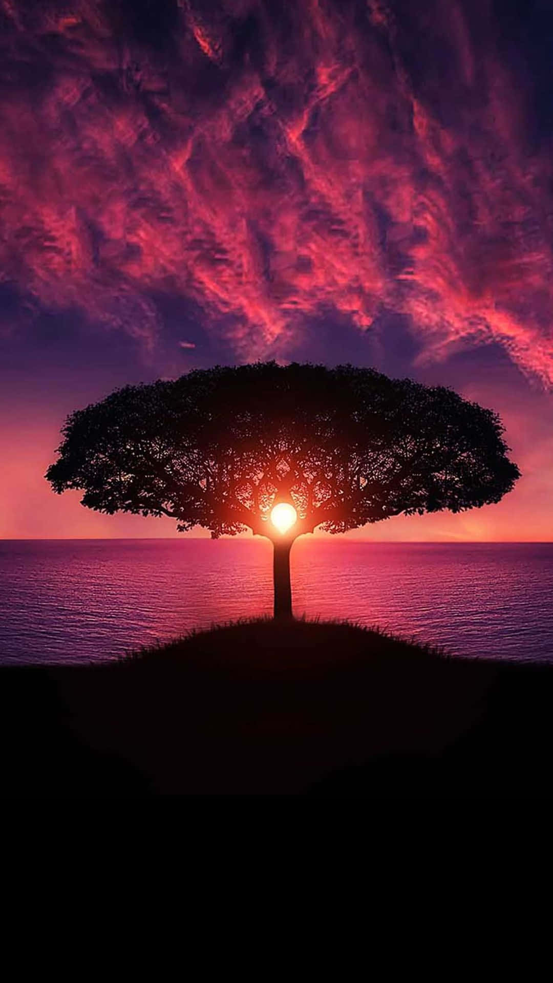 Tree Silhouette In Sunset Sky Colorful 4k Phone Background