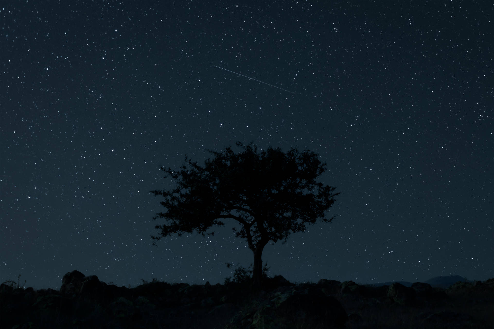 Tree Silhouette Starry Sky Background