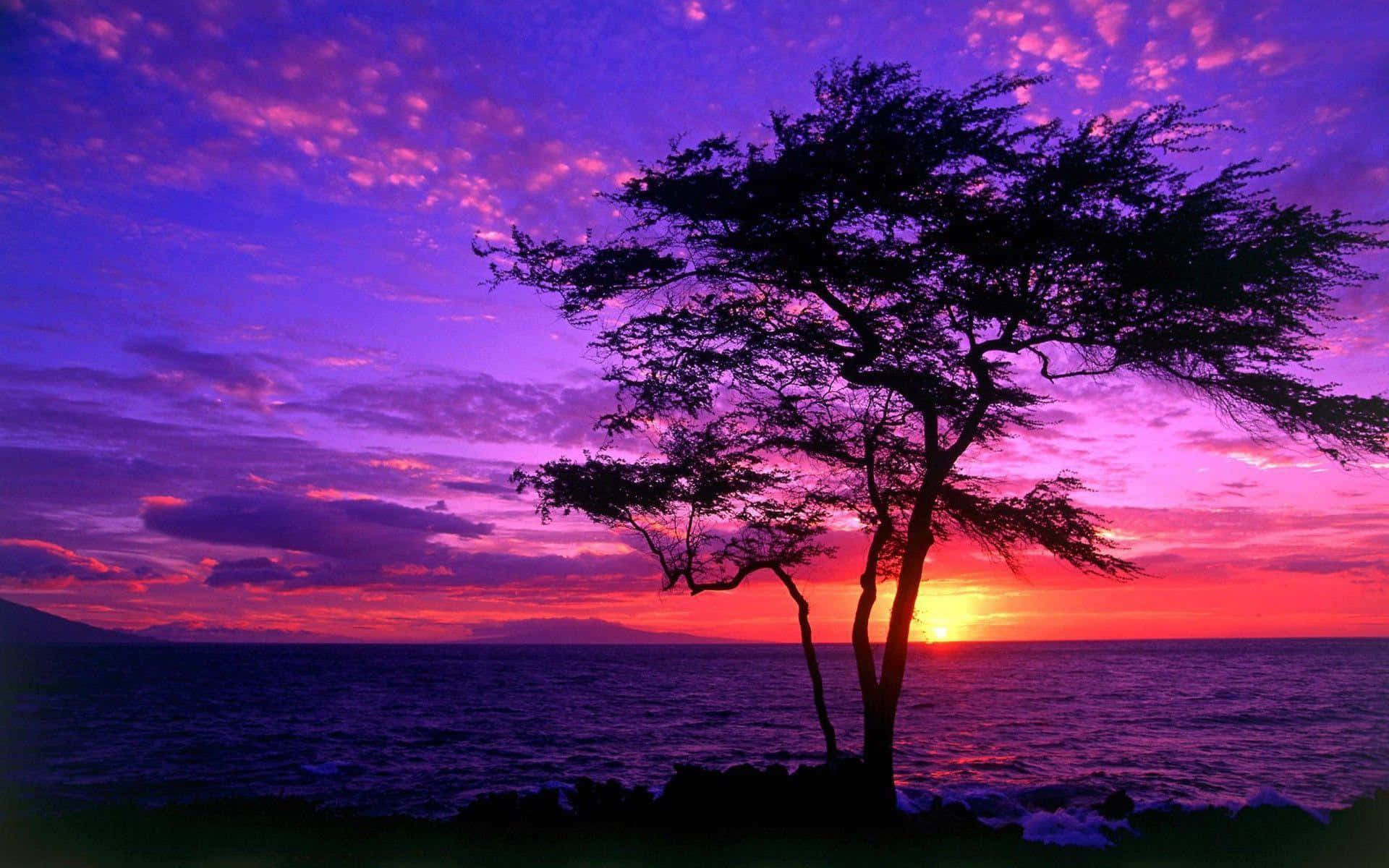 Tree Silhouette With A Blue And Purple Sunset Background