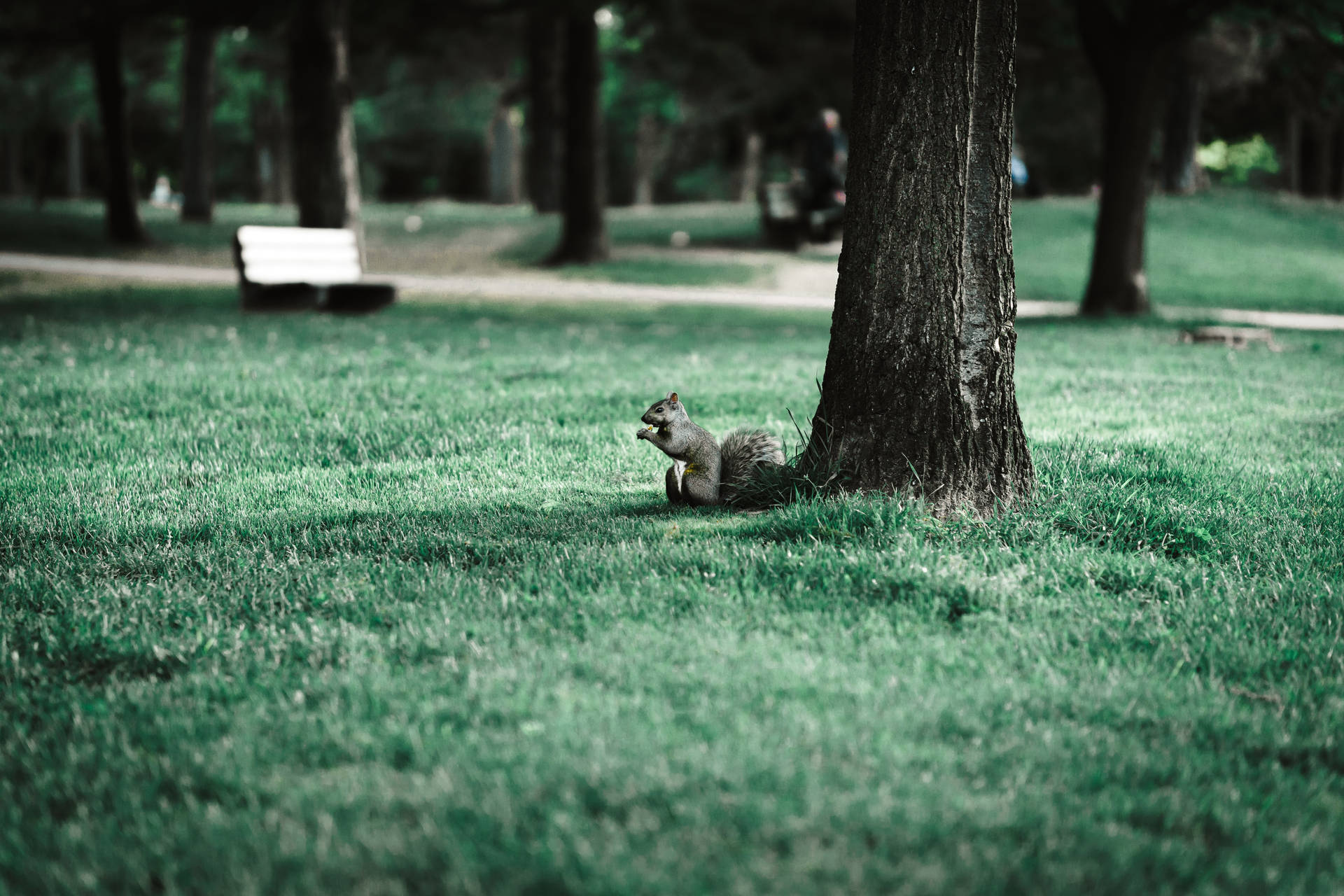Tree Squirrel In Park Background