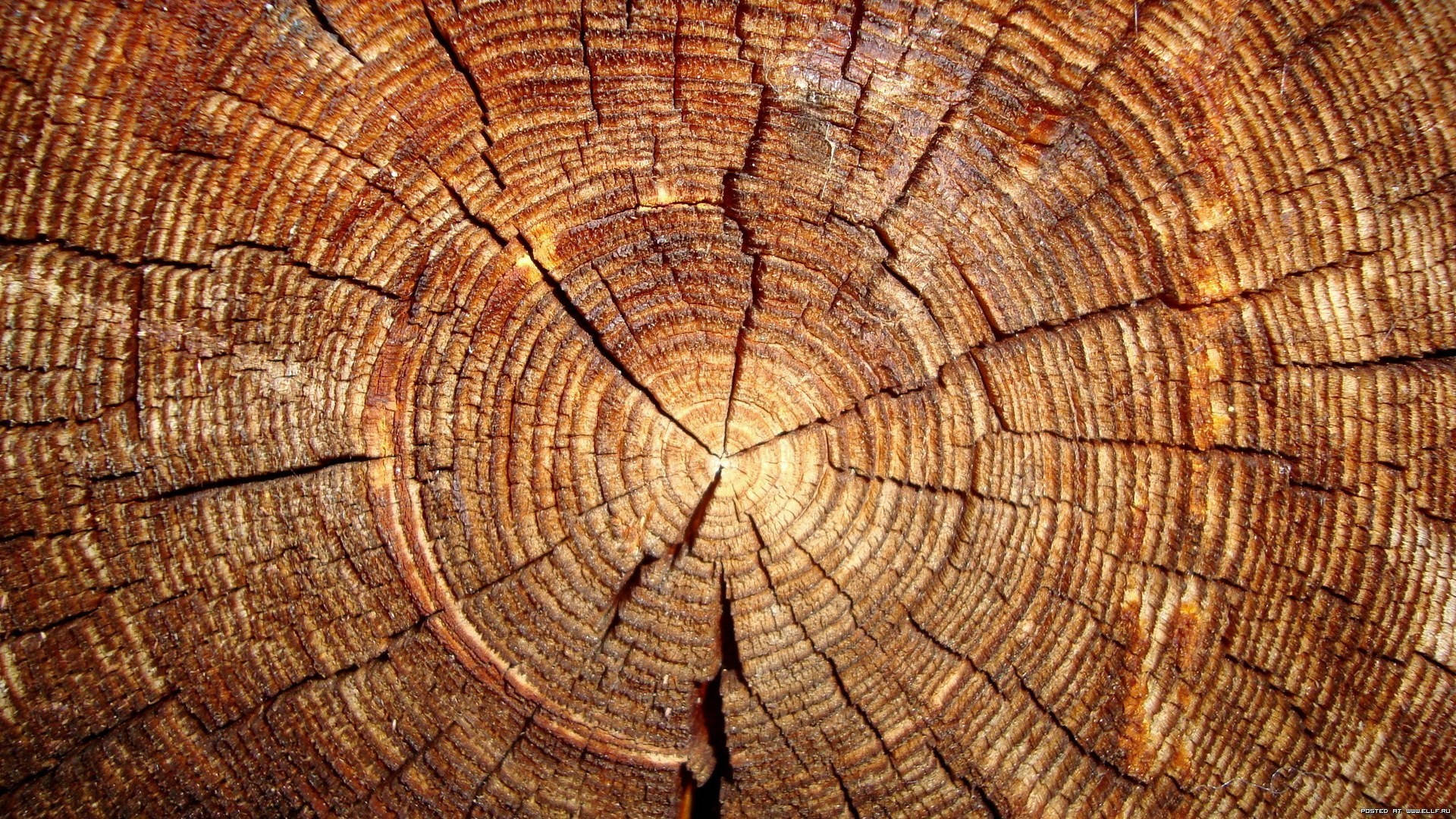 Tree Stump Wood Texture Background