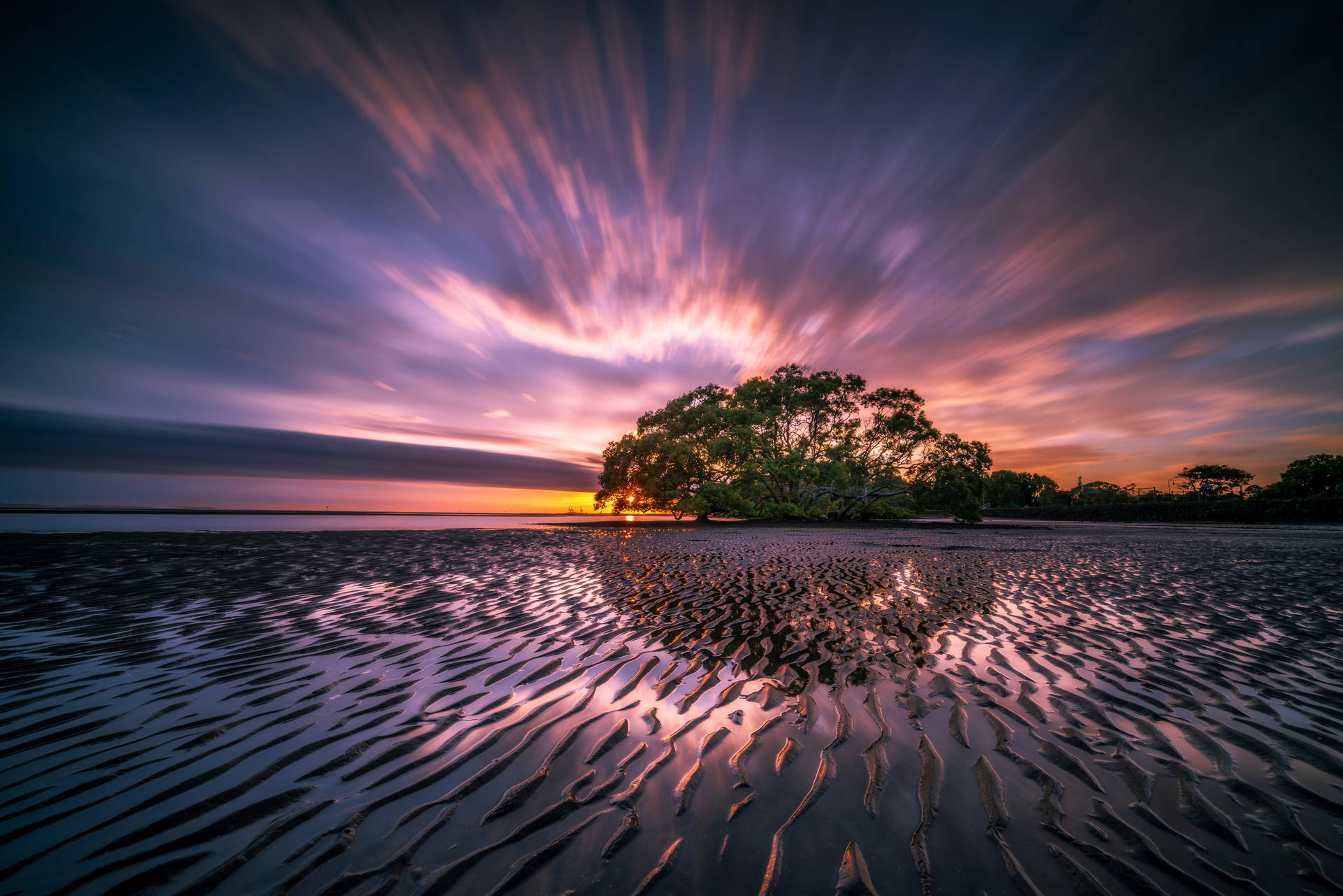 Tree Swamp Purple Sunrise Background