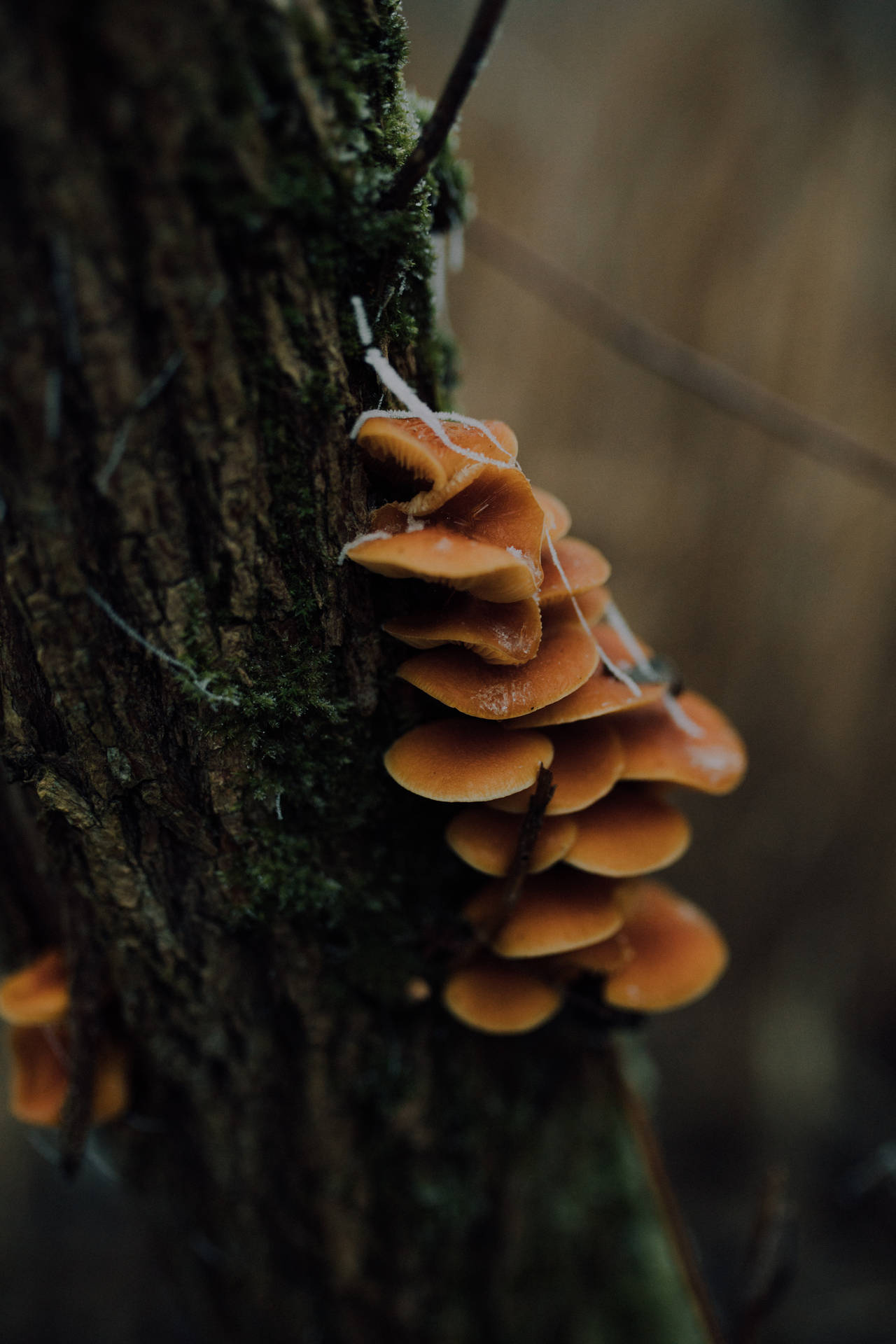Tree Trunk Orange Mushroom Aesthetic Background