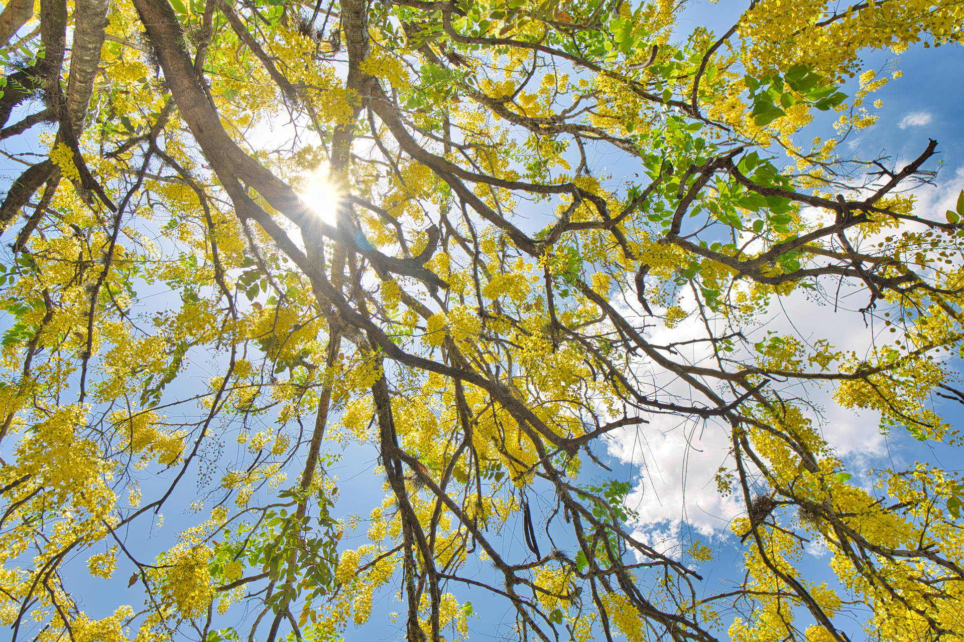 Tree Under Sunlight In Honduras Background