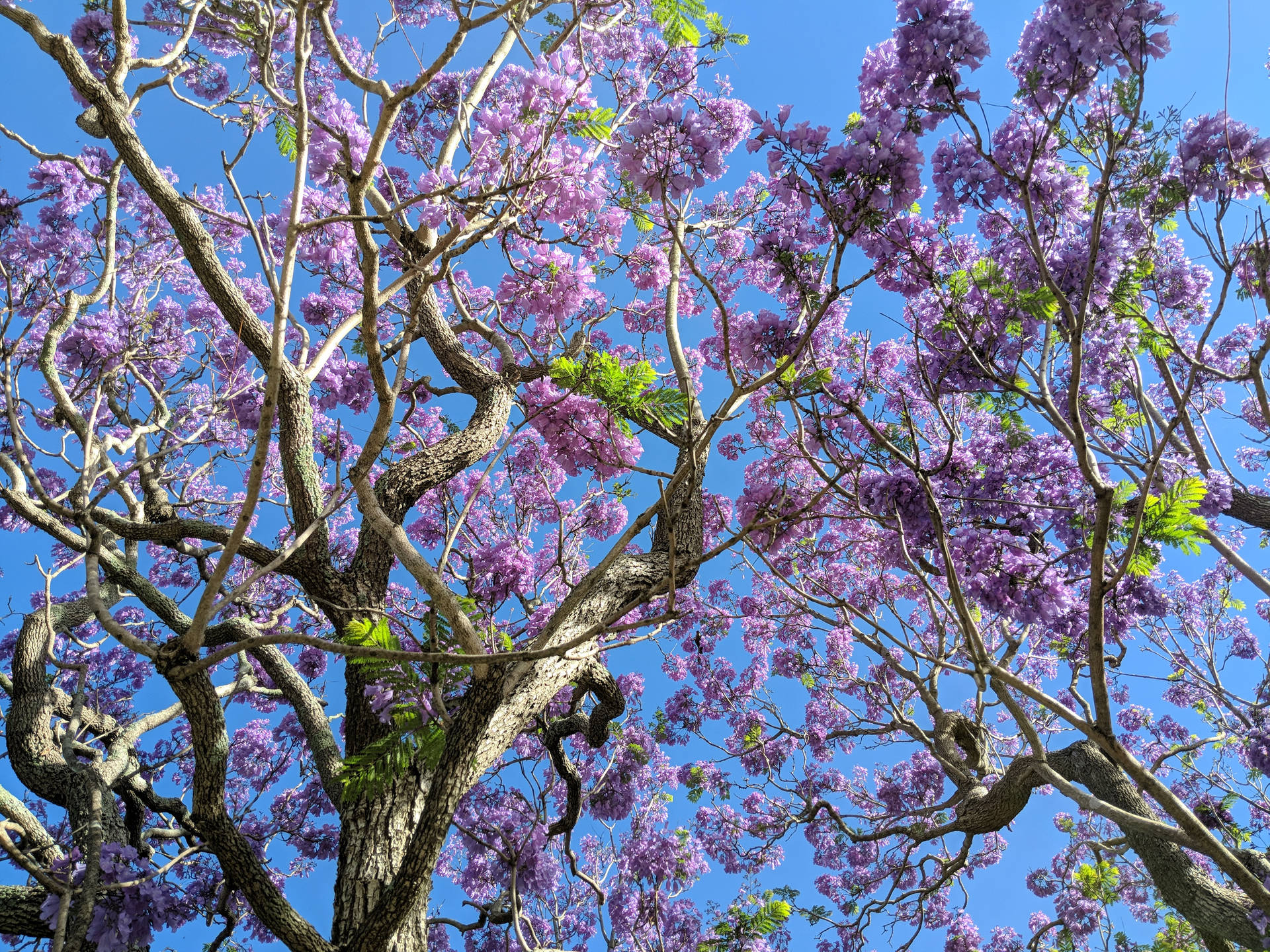 Tree With Purple Flowers Background