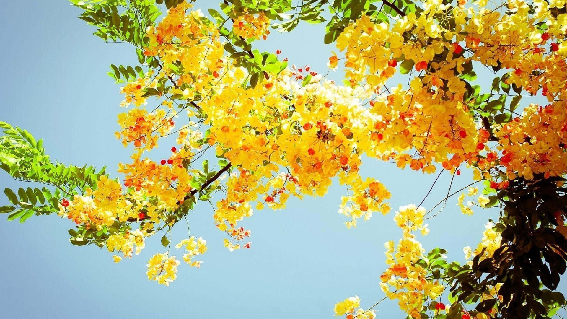 Tree With Yellow Aesthetic Flower Desktop
