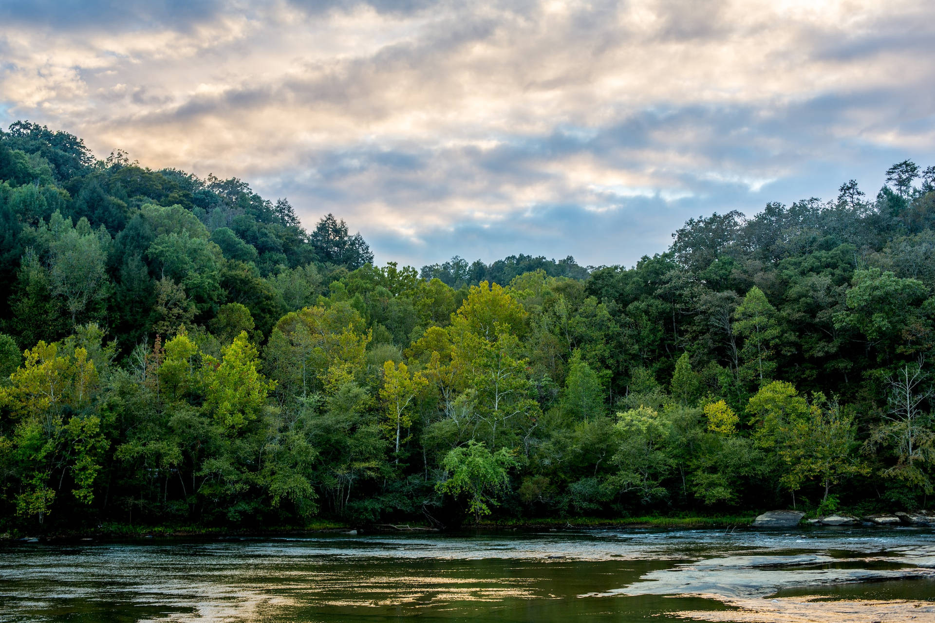 Trees Along Cumberland River Kentucky Background
