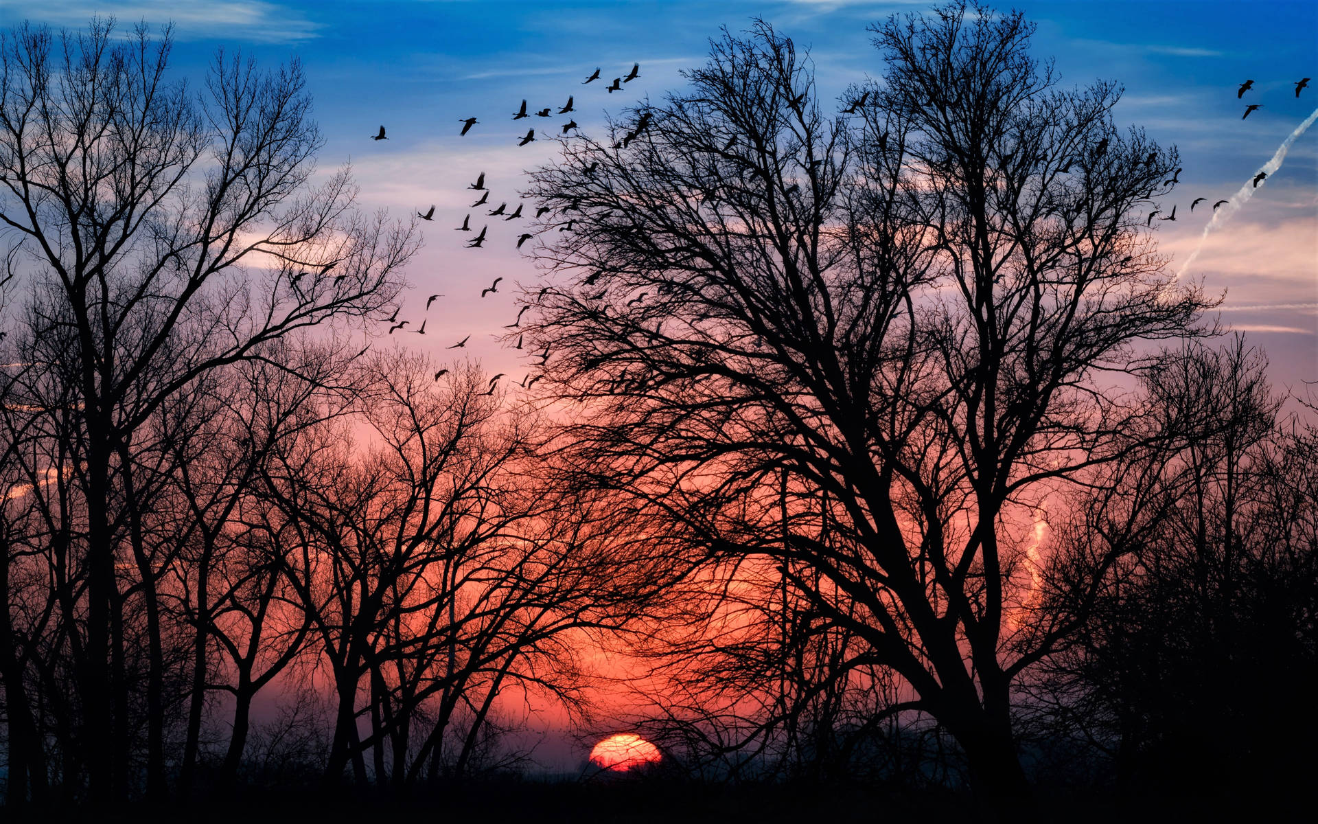 Trees And Birds Sunset Desktop Background