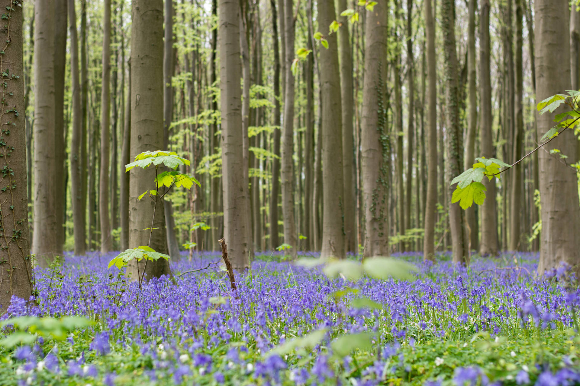 Trees And Hyacinth Flowers Background
