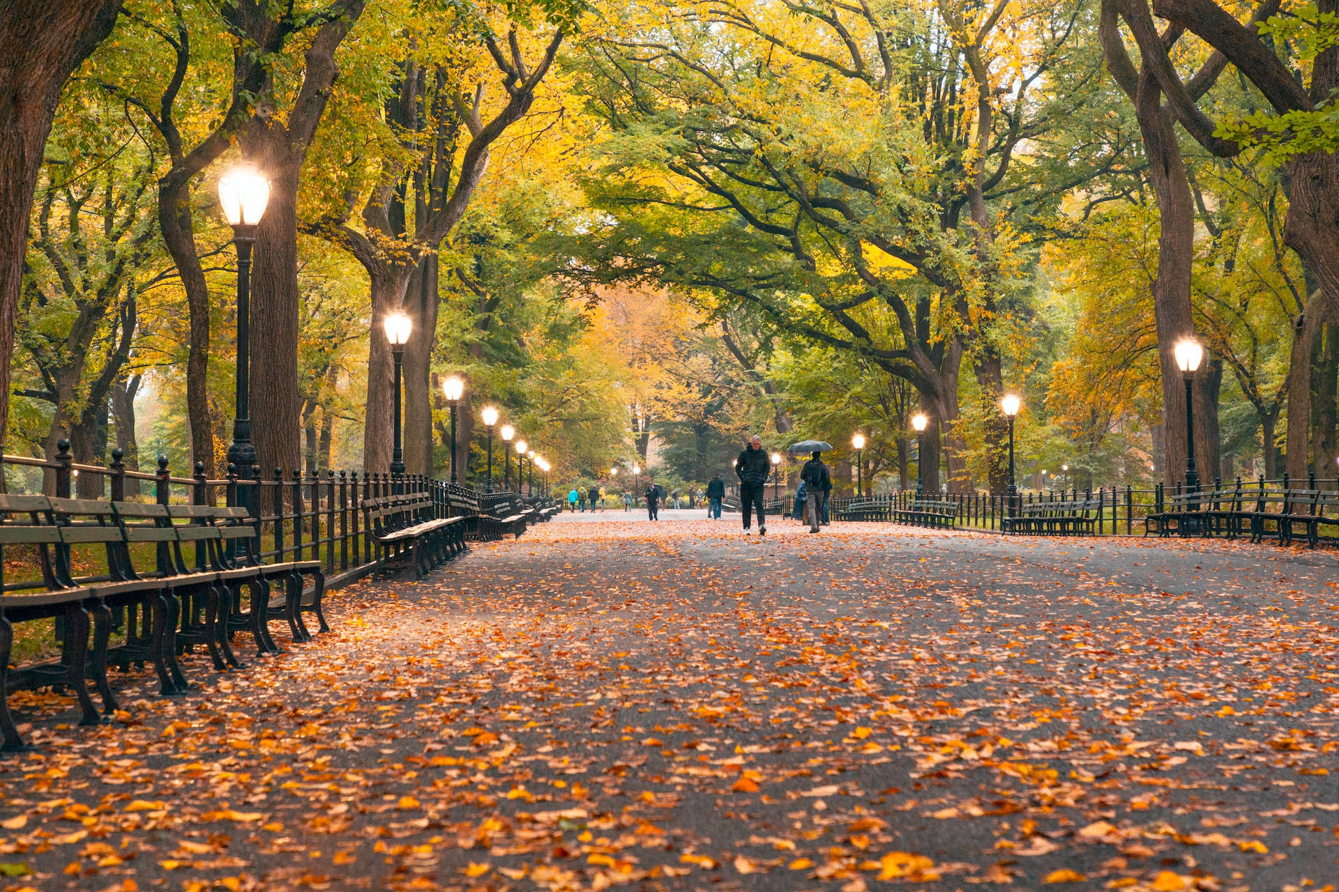 Trees And Lampposts In Central Park Background