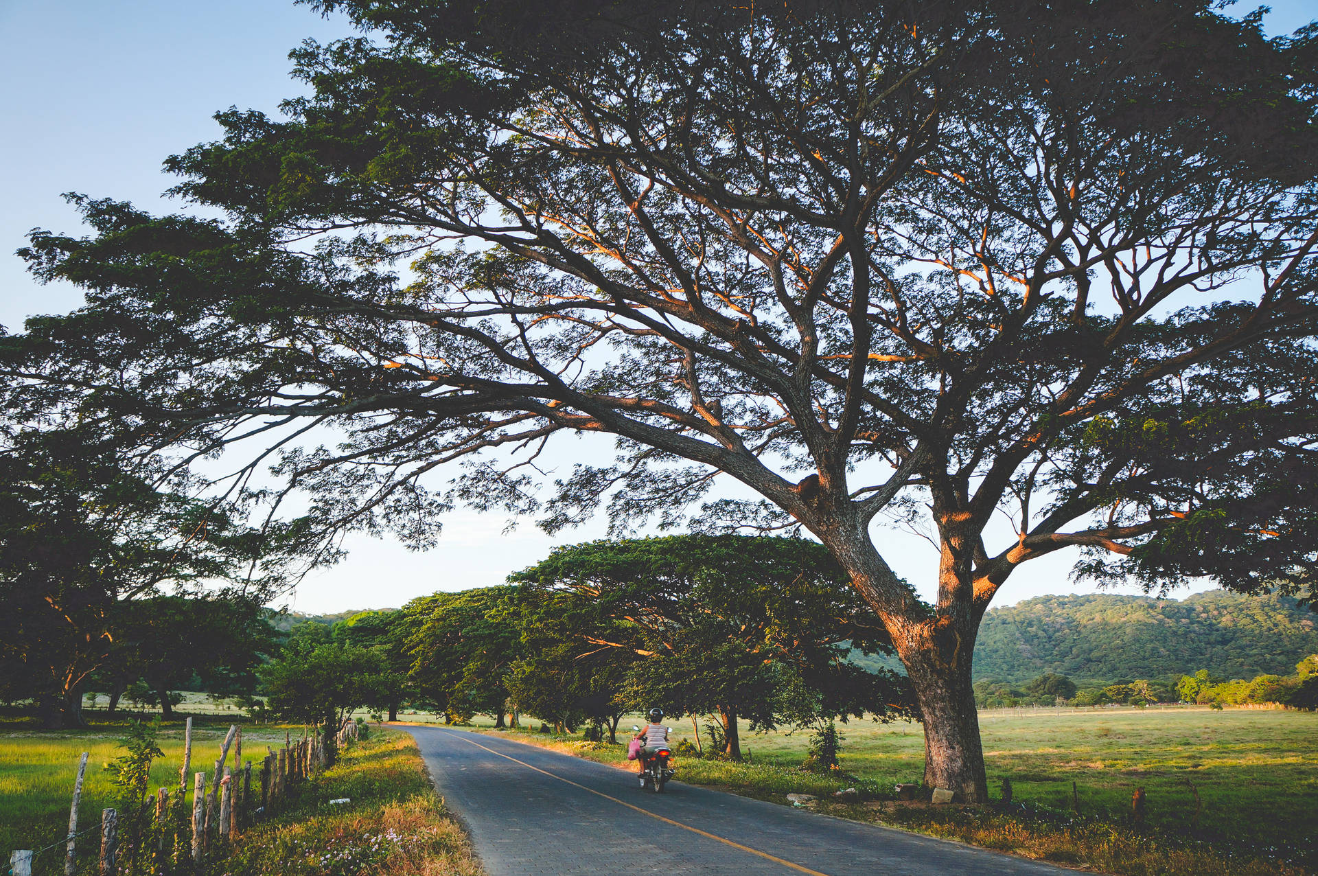 Trees And Park In Nicaragua Background