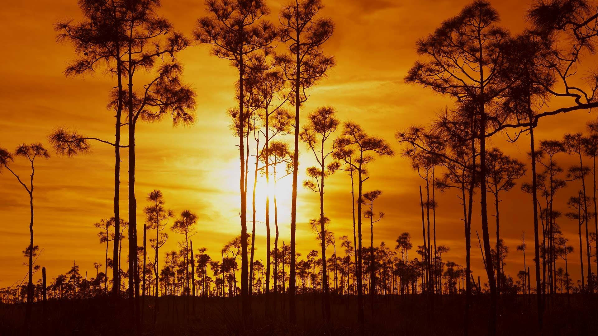 Trees And Sunset Everglades National Park