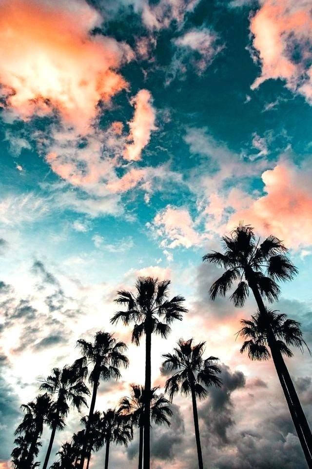 Trees And The Sky Cool Android Background