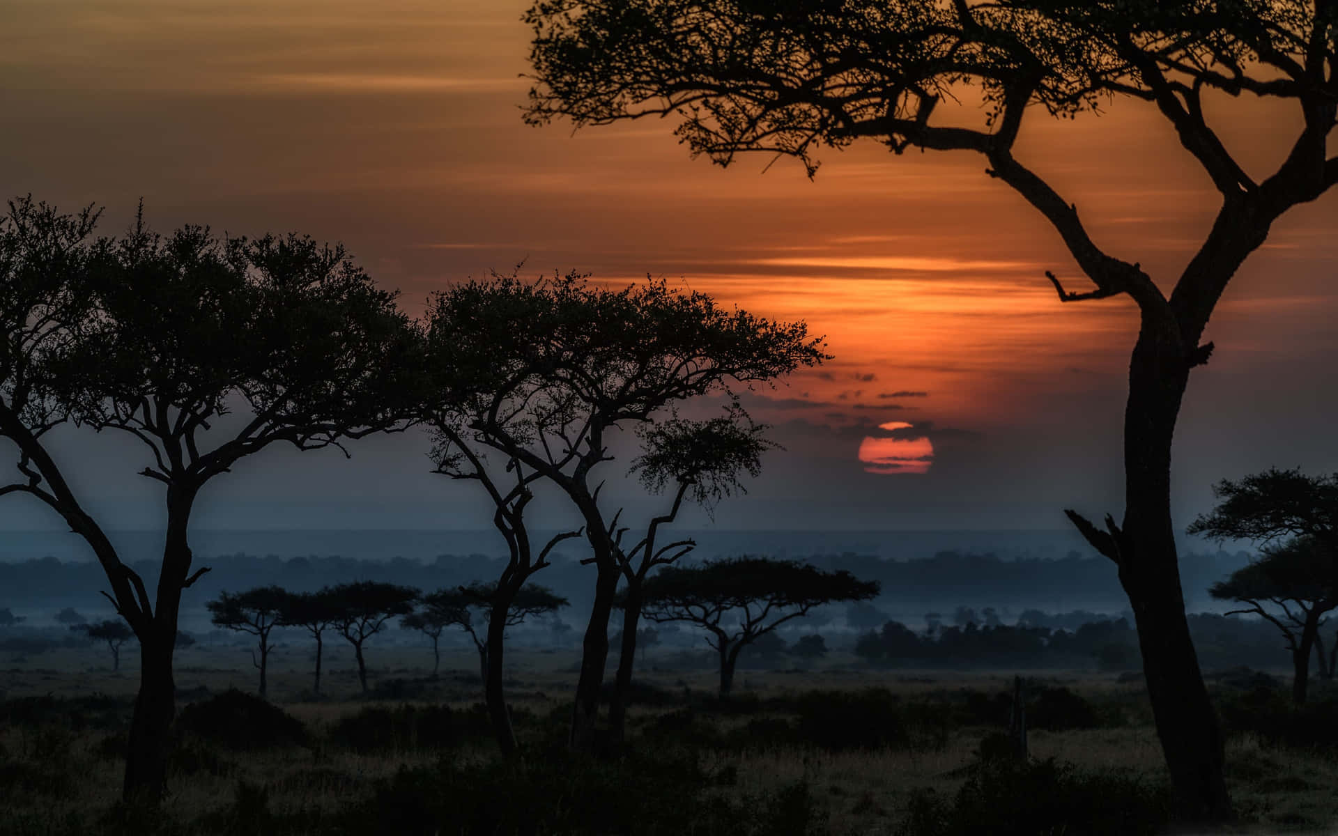Trees At Masai Mara National Reserve Background