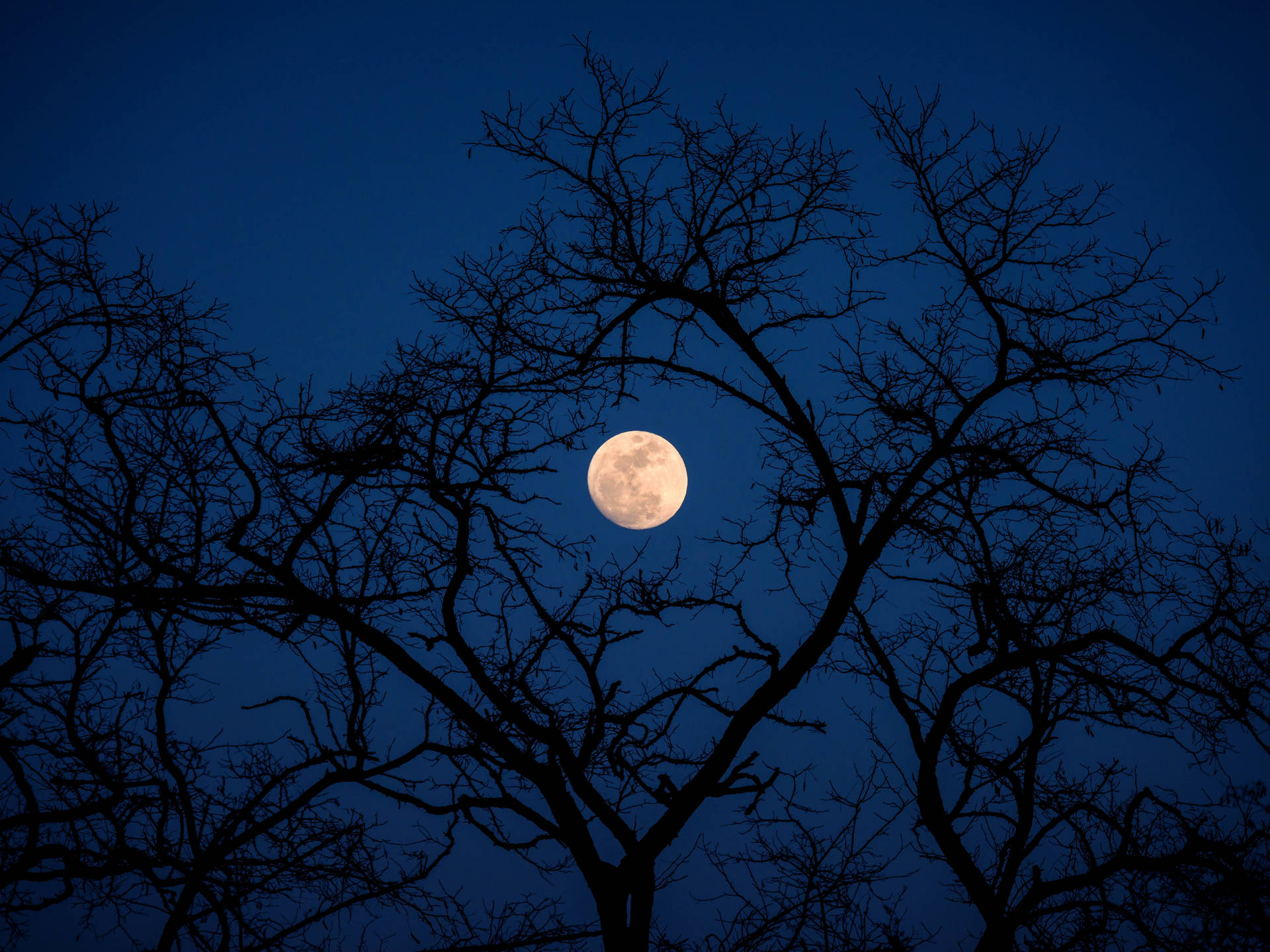Trees Branching Over Beautiful Full Moon Background