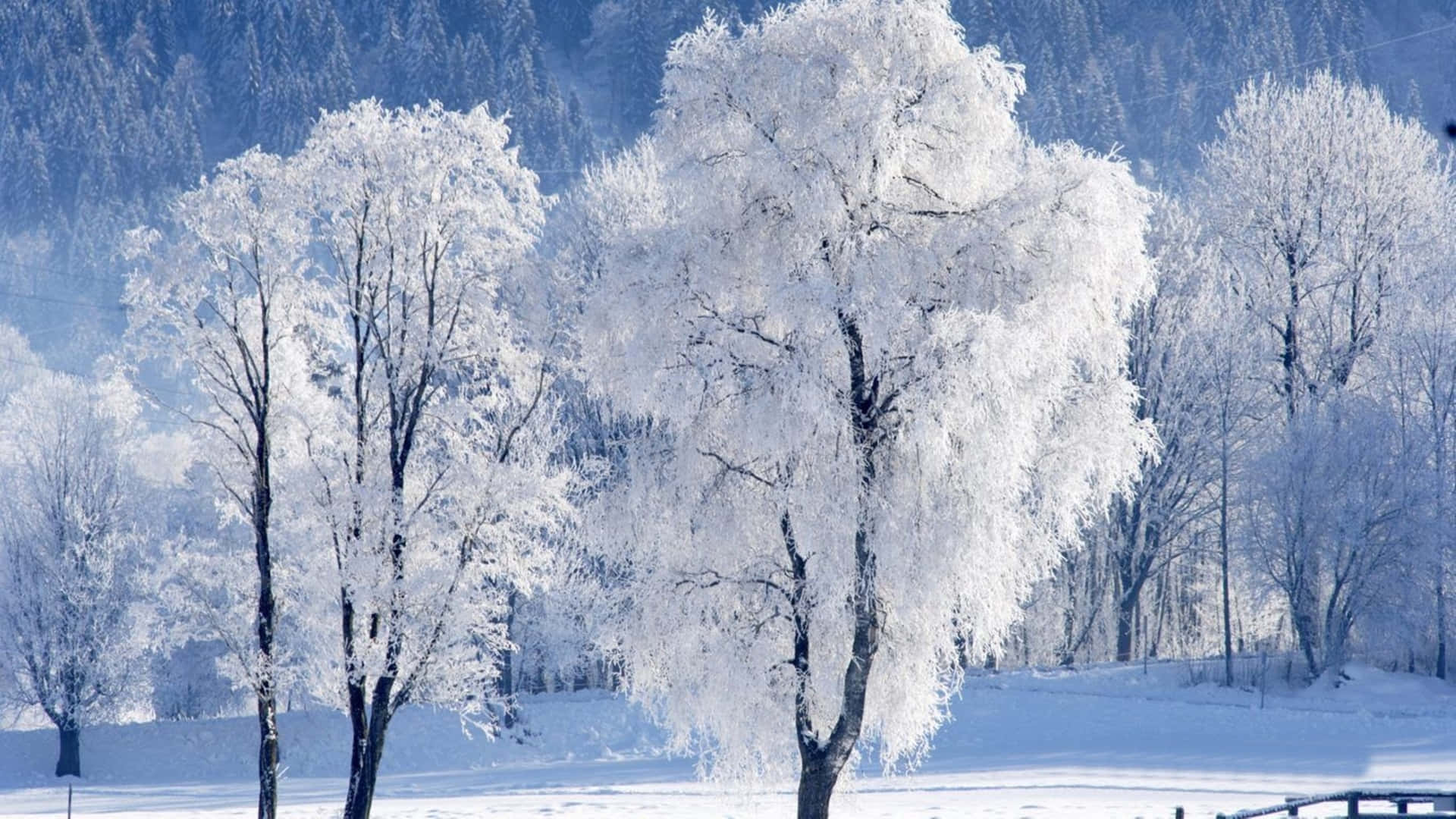 Trees Covered In Salzburg Austria Snow 4k