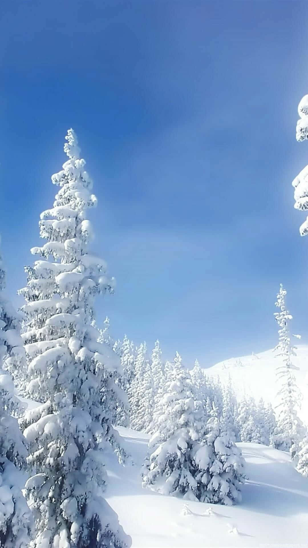 Trees Covered In Snow Nature Android Hd Background