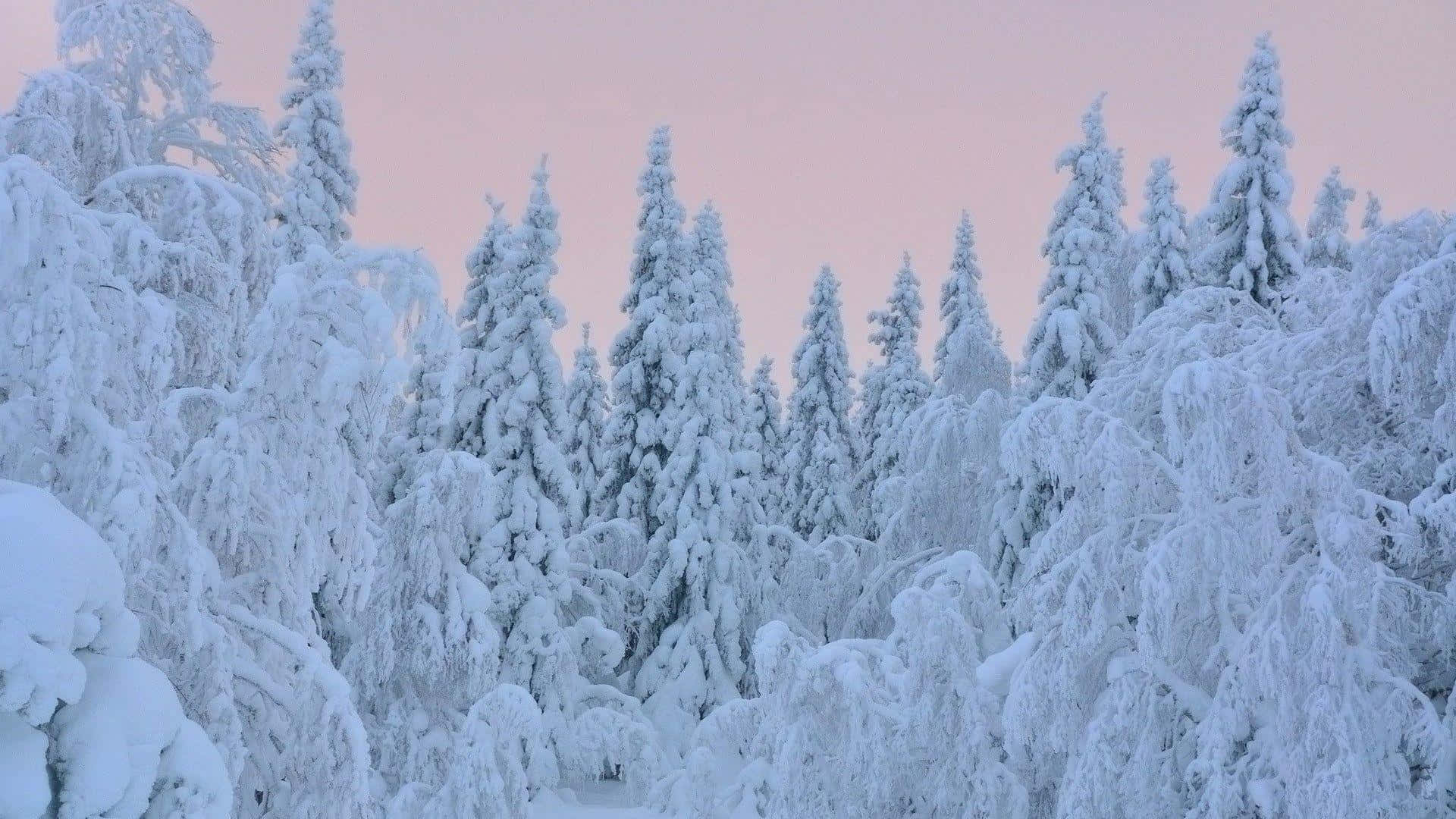 Trees Covered In Thick Snow Background