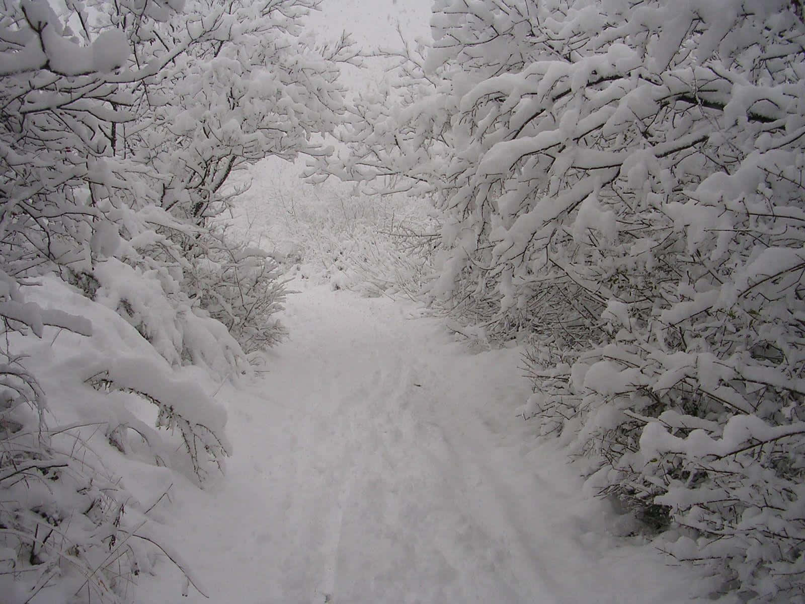 Trees Covered In Thick Snow