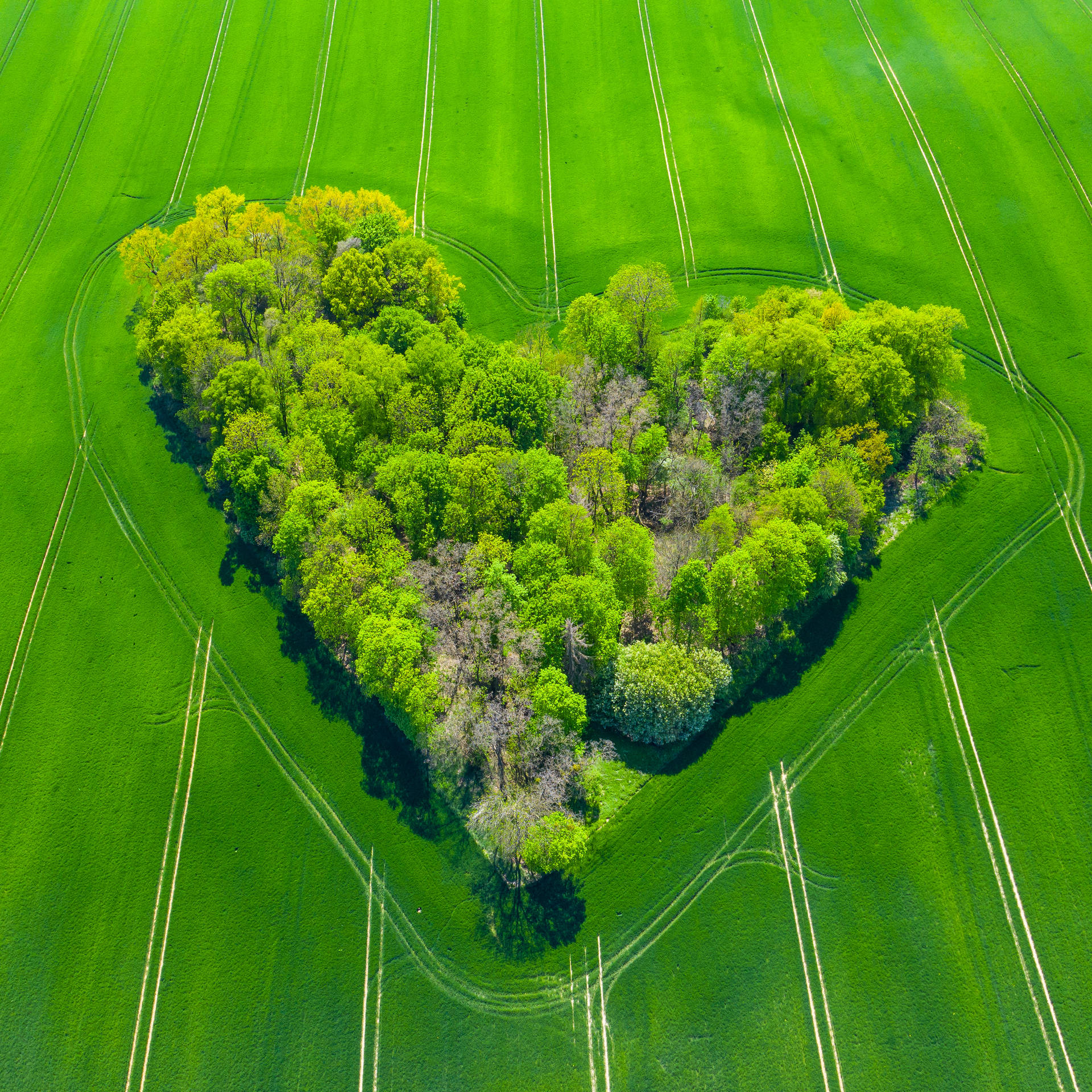 Trees Green Heart