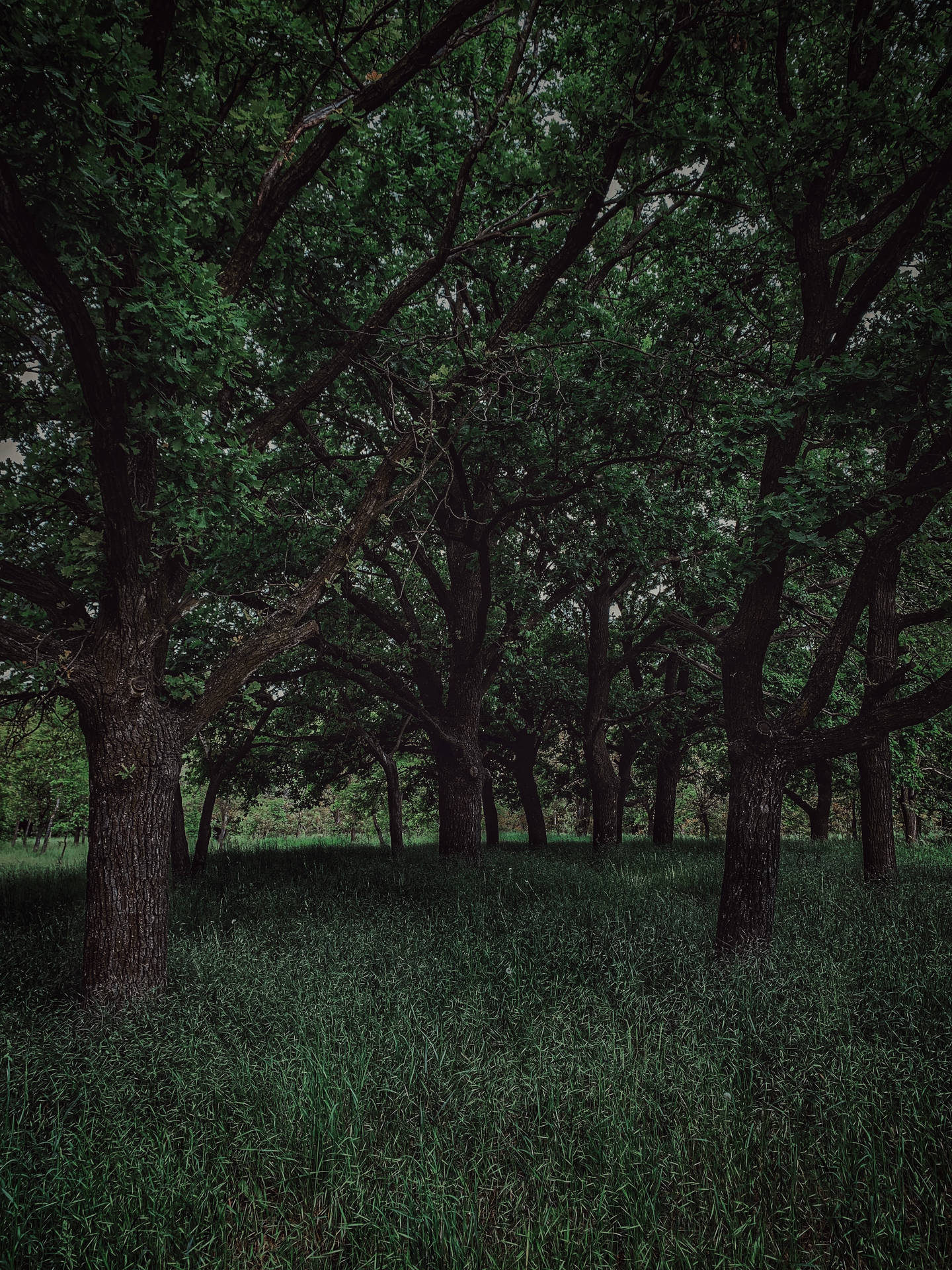 Trees In Dark Forest Iphone Background