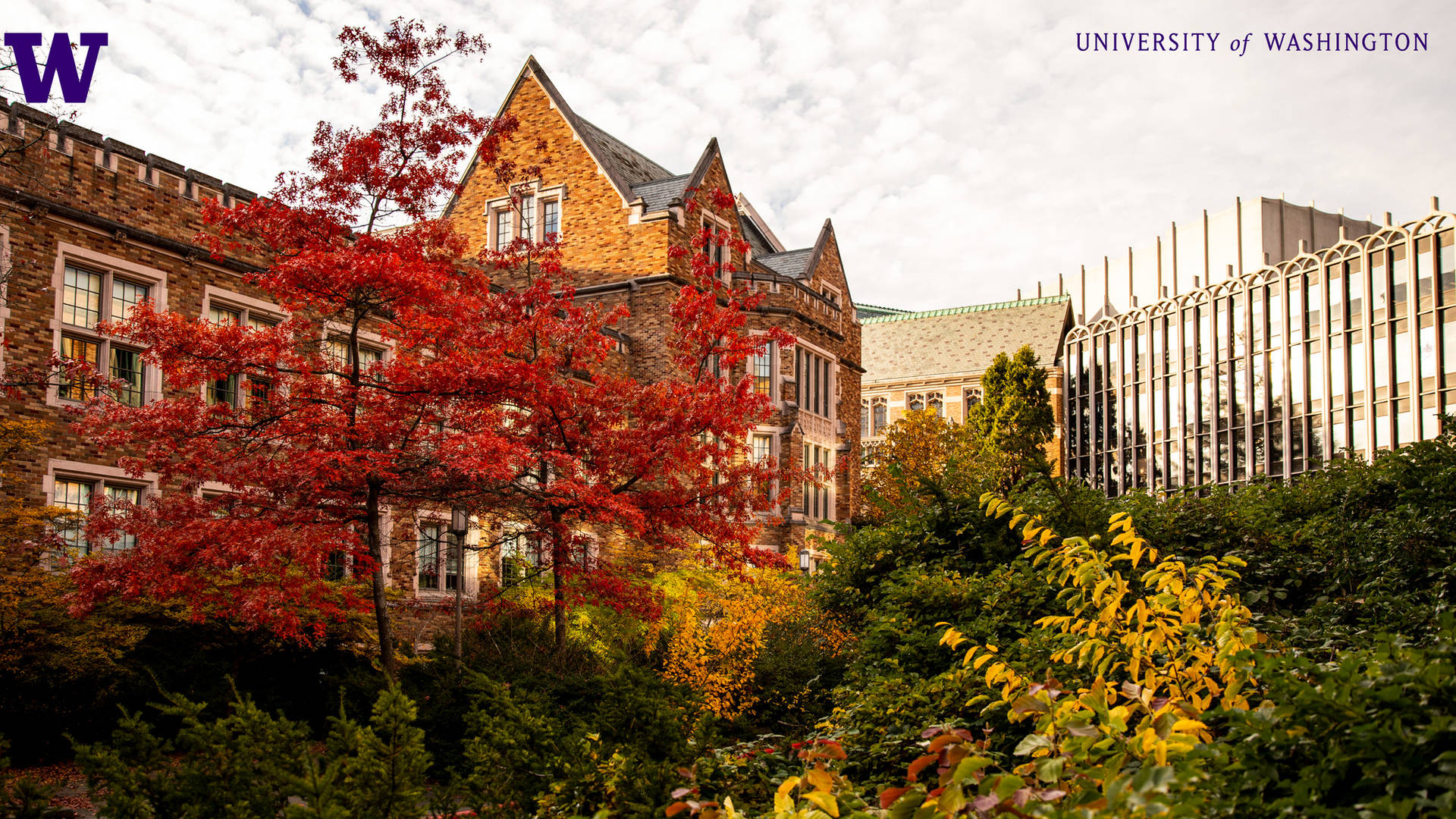 Trees In Front Of Buildings University Of Washington Background