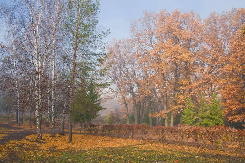 Trees In Park Beautiful Autumn Desktop Background