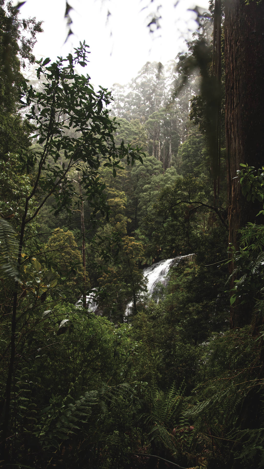 Trees In The Jungle Iphone Background