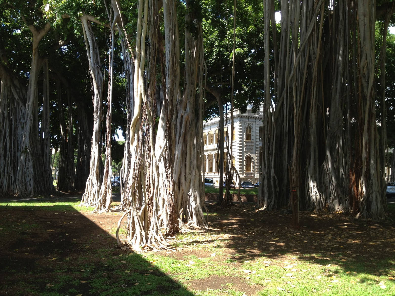 Trees Inside The Iolani Palace Background