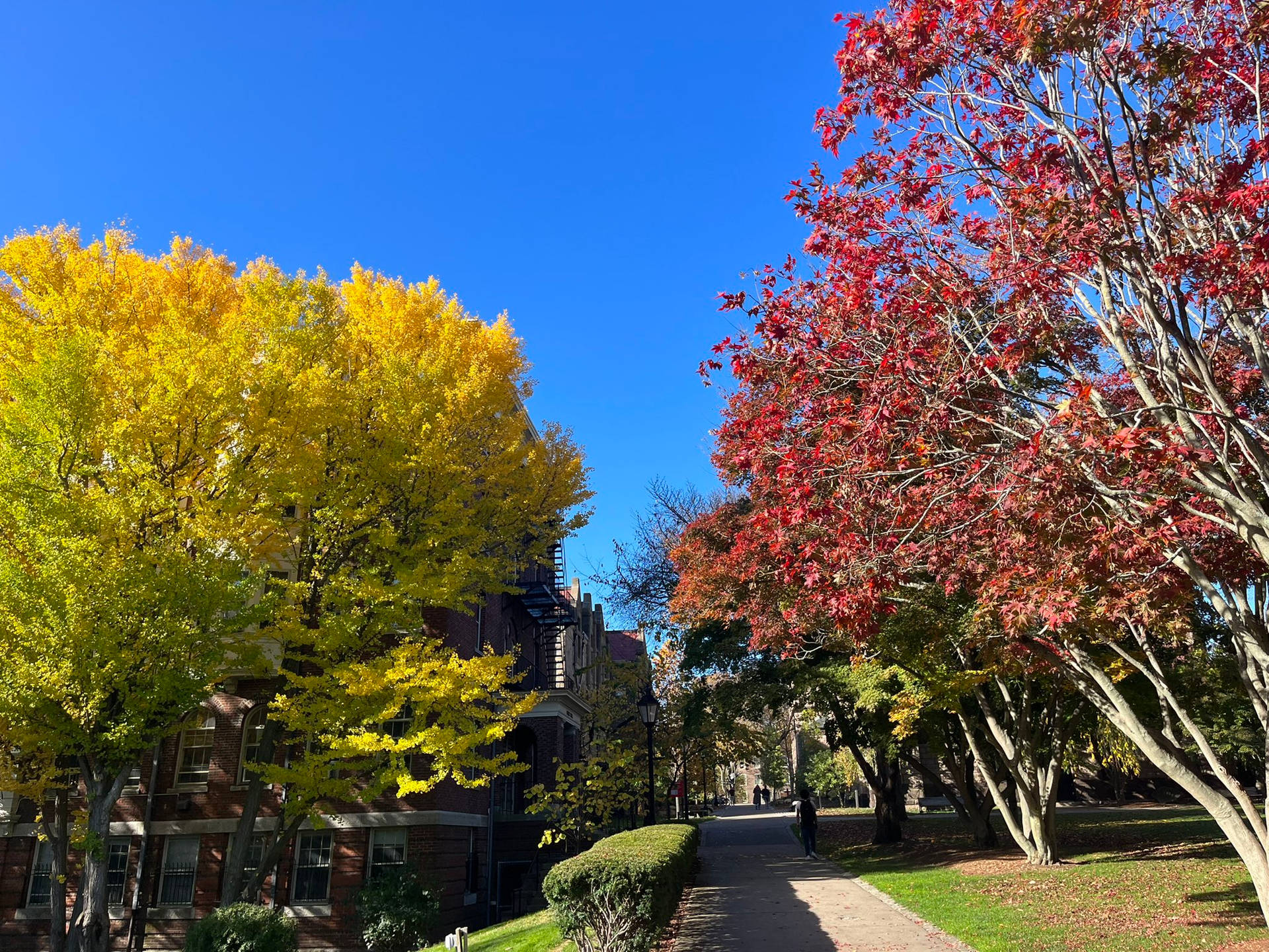 Trees Near Pathway At Brown University