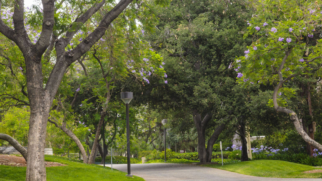 Trees Near Pathway Of Caltech