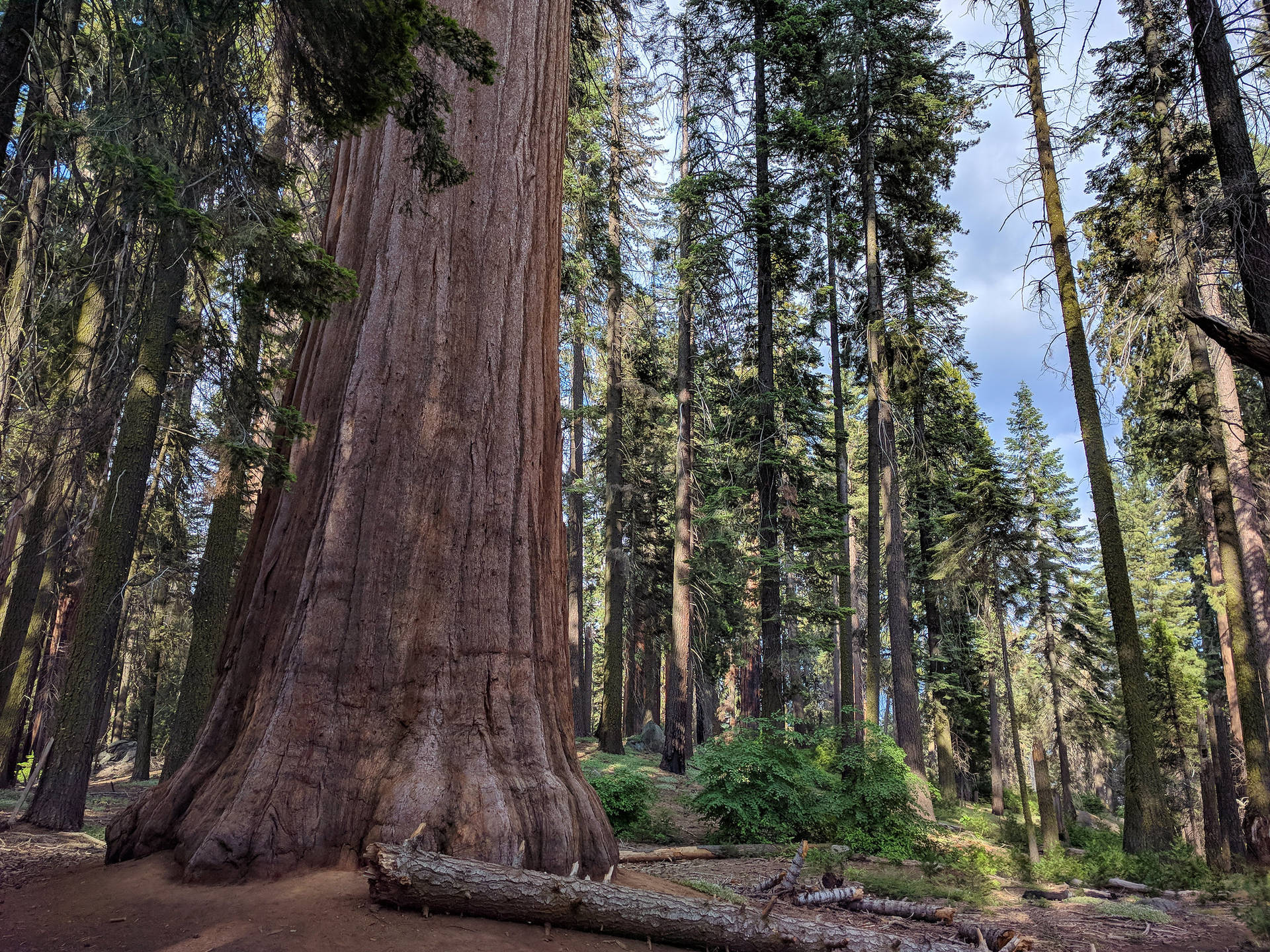 Trees Of Sequoia National Park