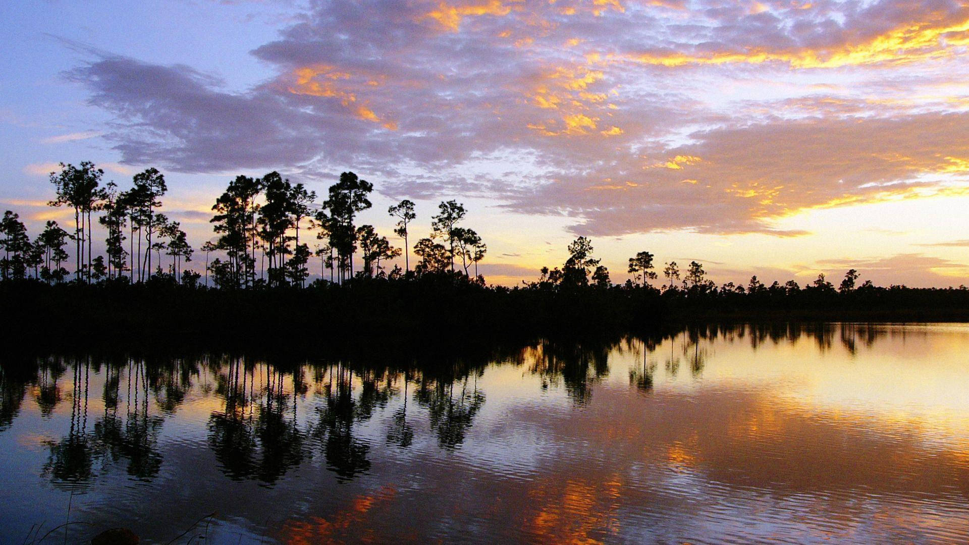 Trees Silhouettes Everglades National Park