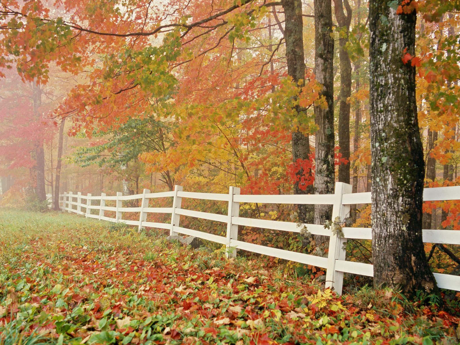 Trees Surrounded By White Fence Lovely Fall Laptop Background