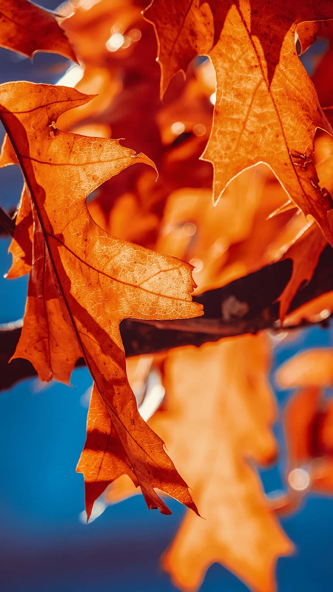 Trees With Fall Leaves Iphone Background