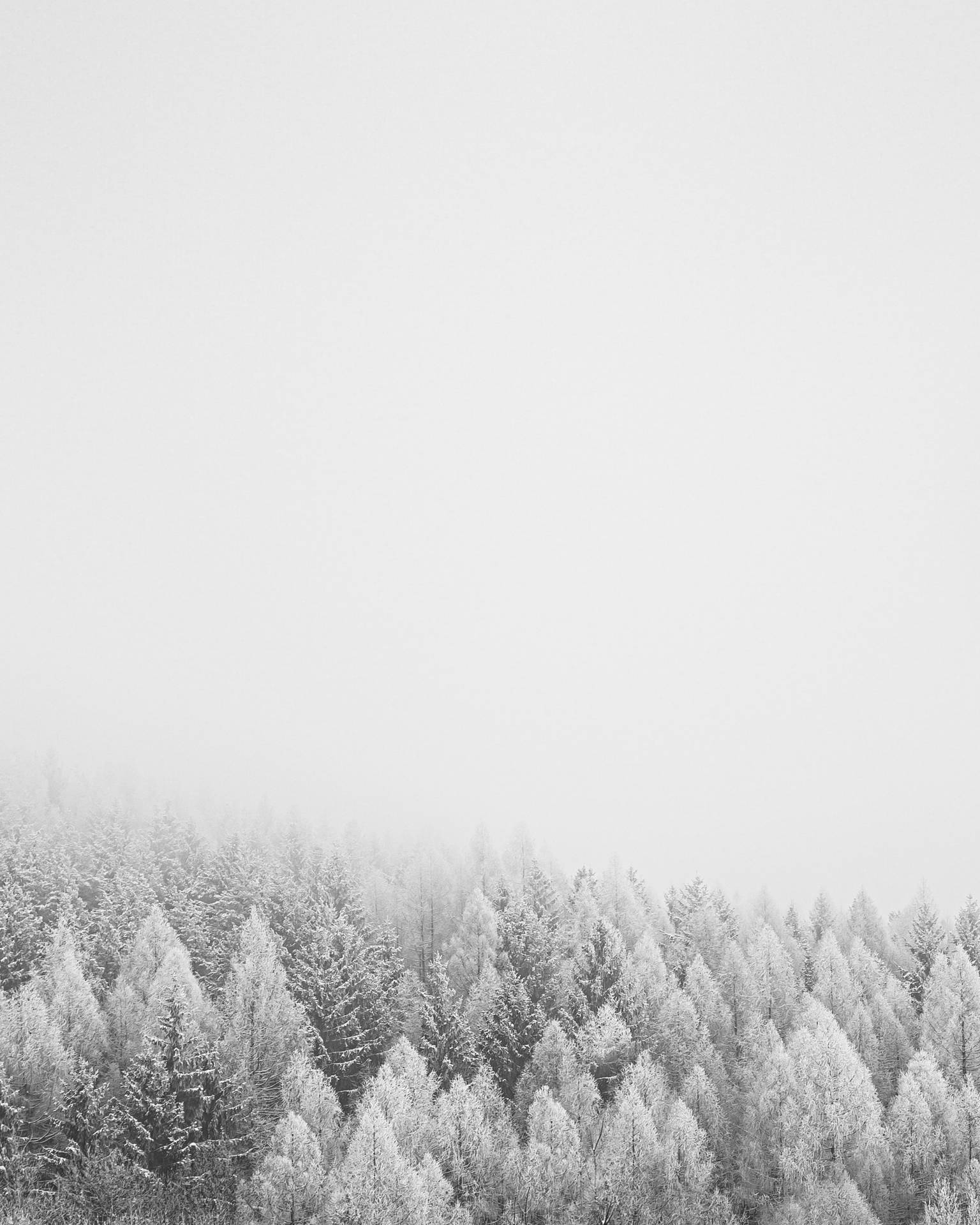 Treetops Covered In Solid White Background