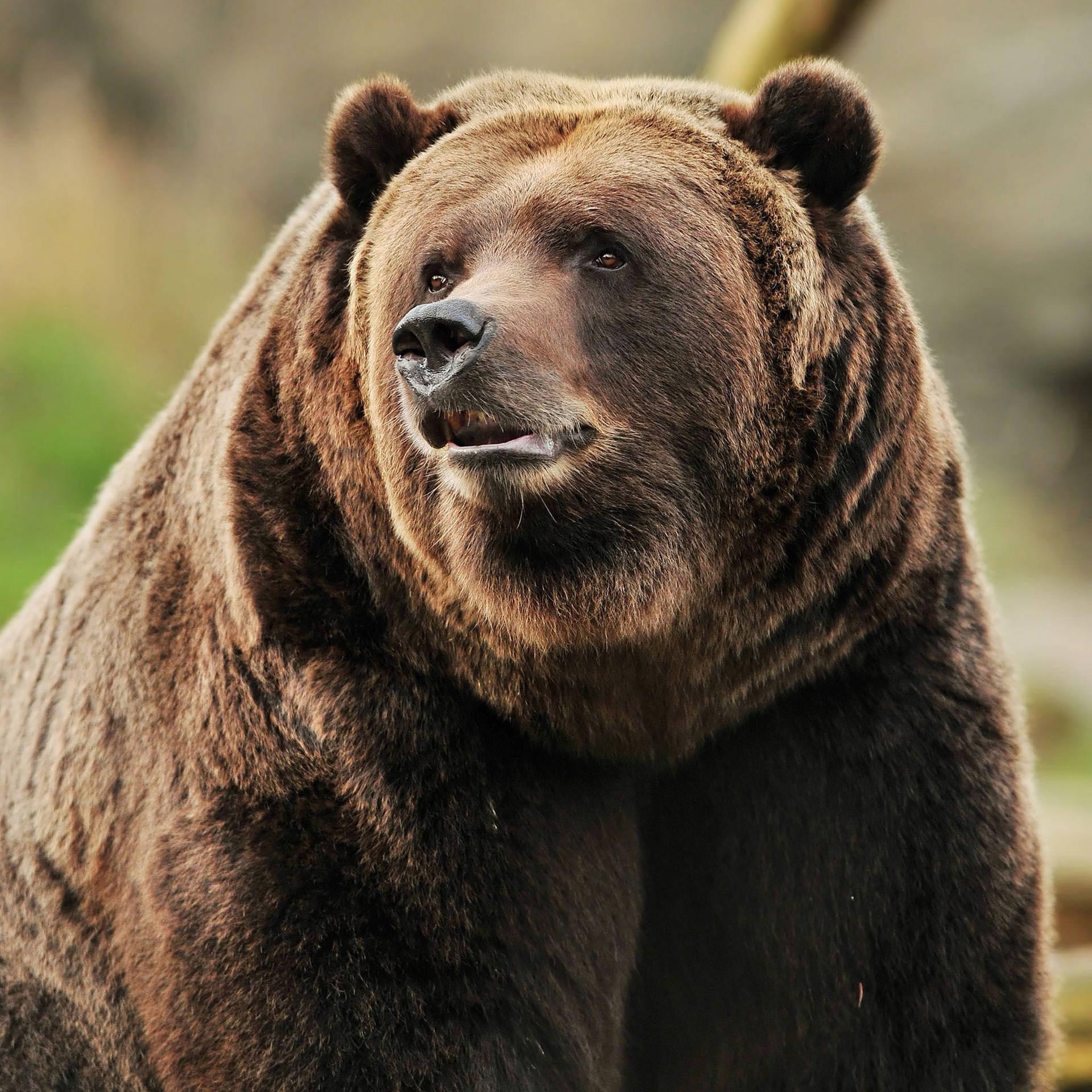 Tremendous Kodiak Bear