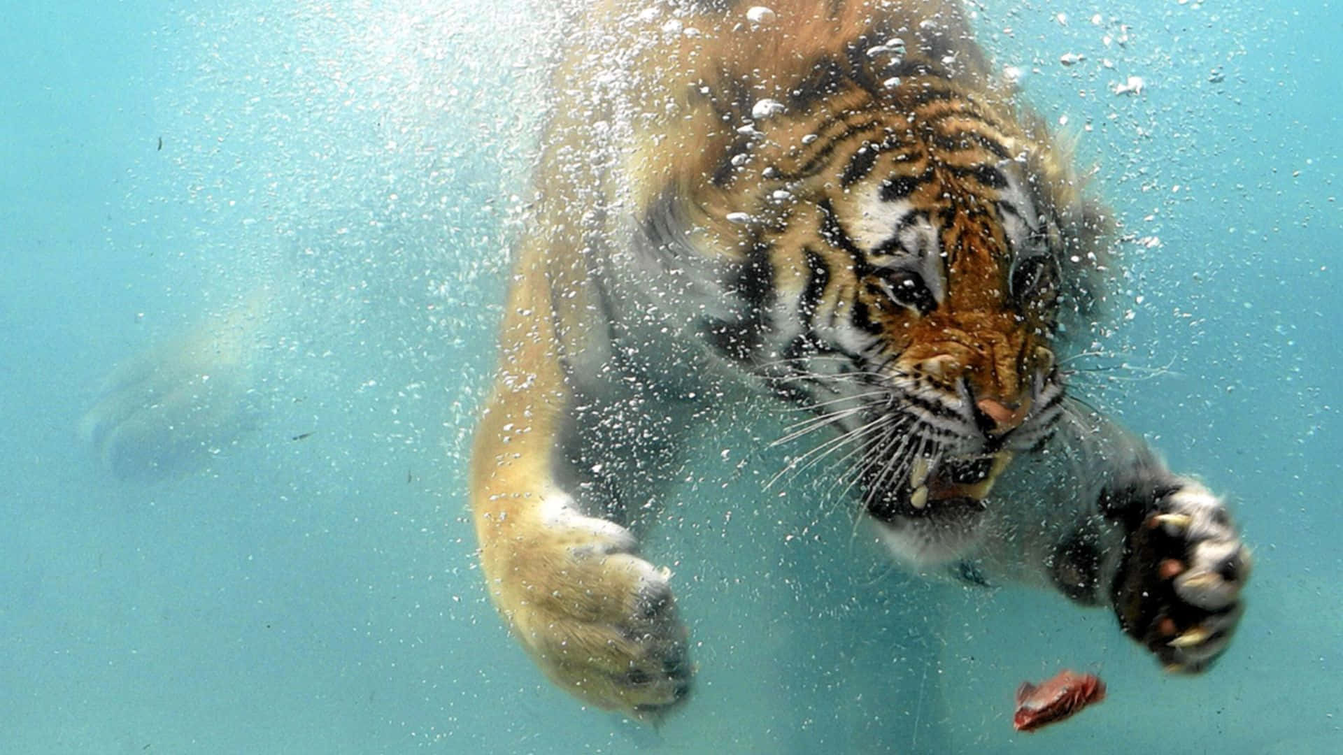 Tremendous Tiger Swimming Underwater
