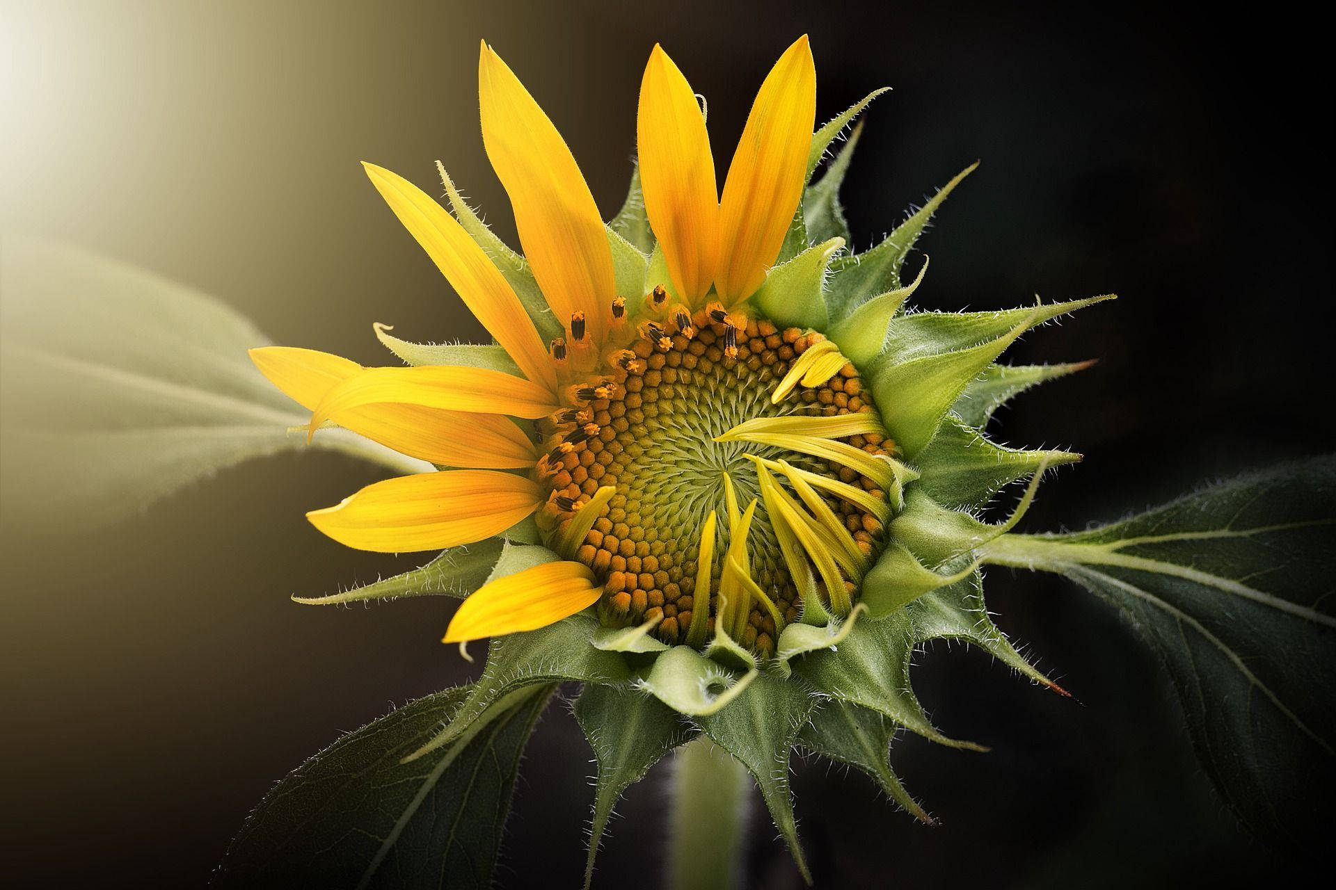 Trending Mystery Mega Sunflower