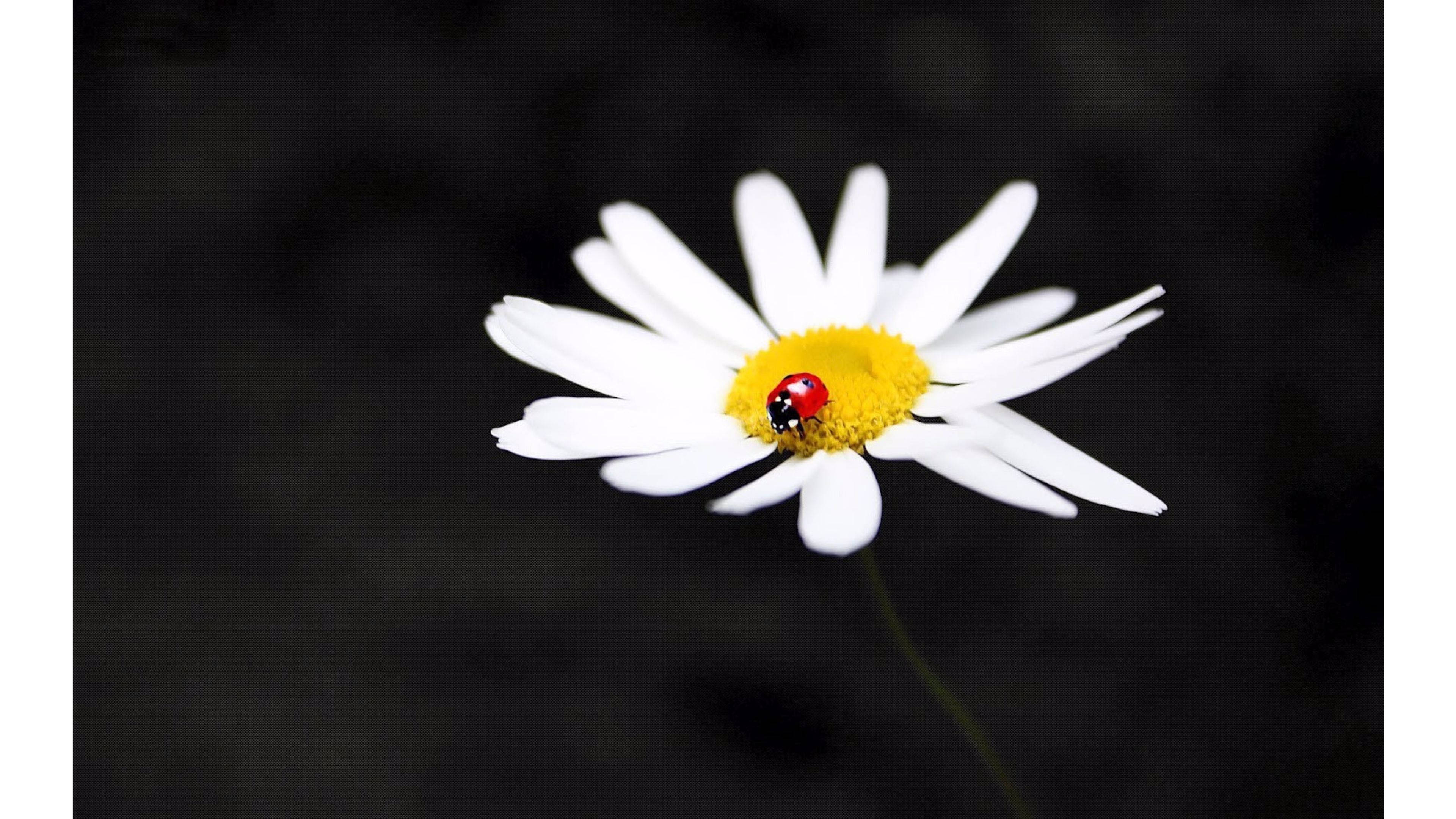 Trending White Petaled Daisy Flower Background